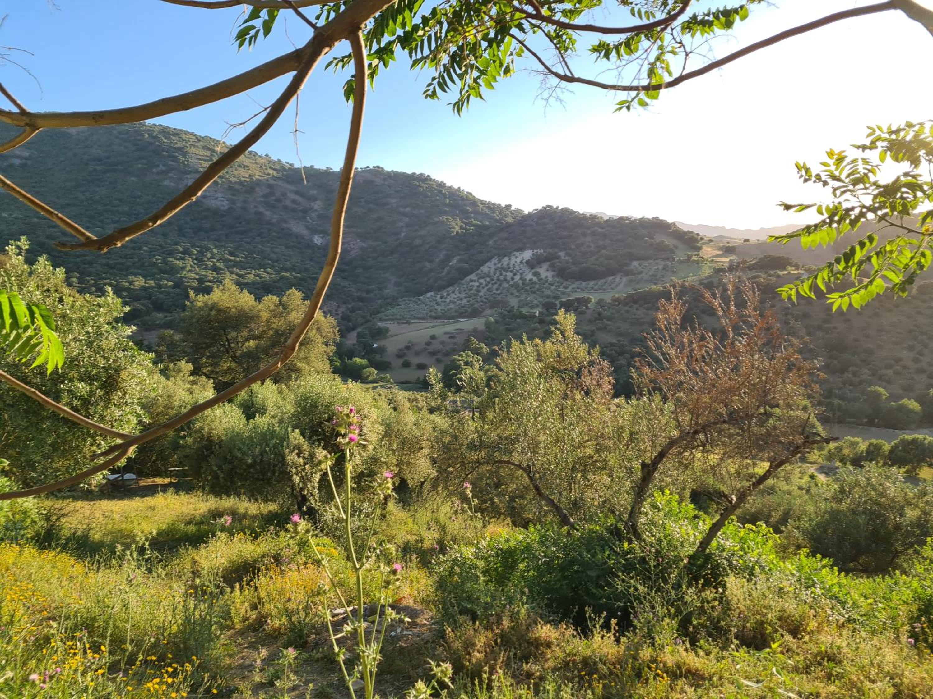 La casita de madera Sijuela