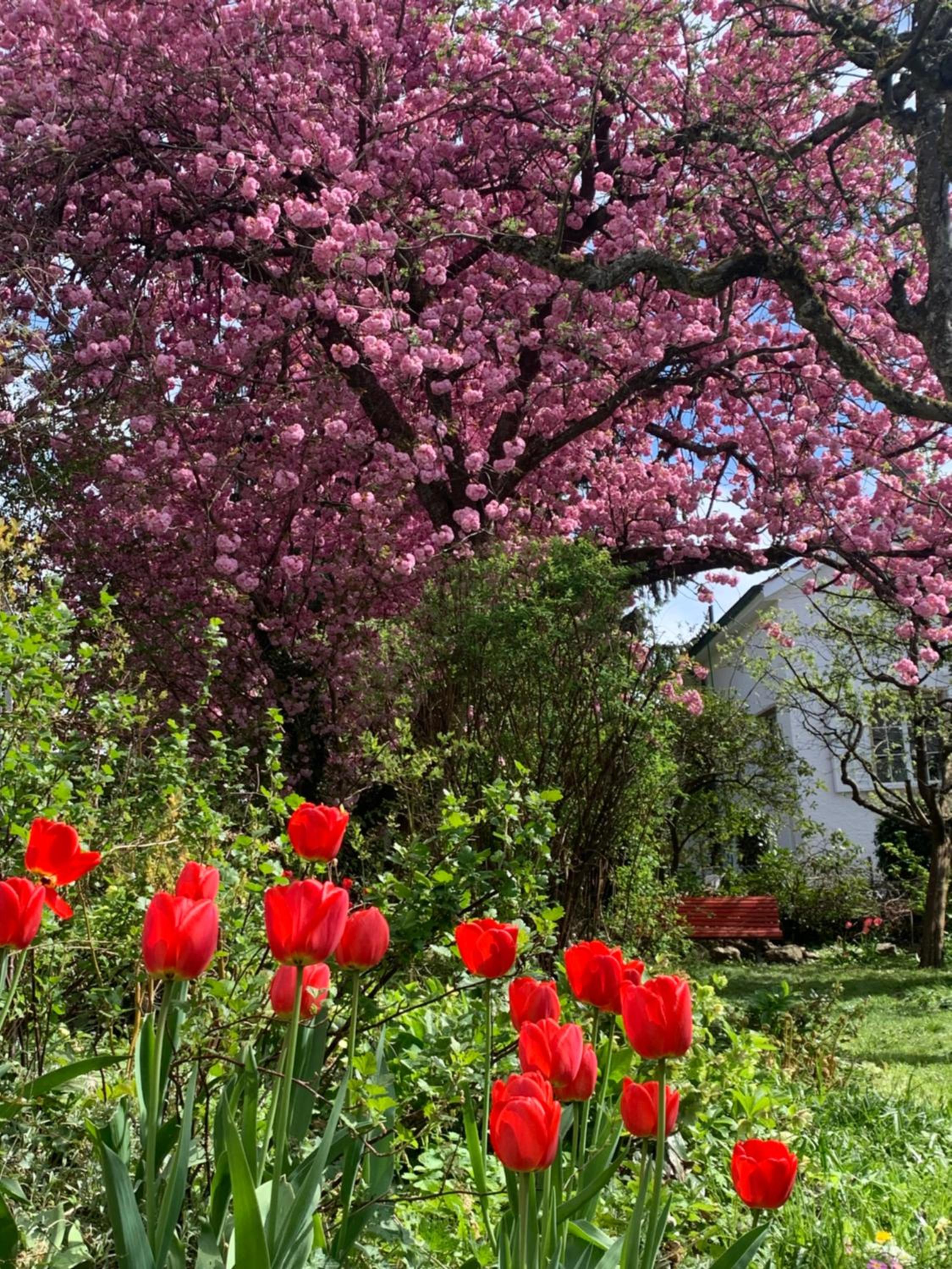 au jardin