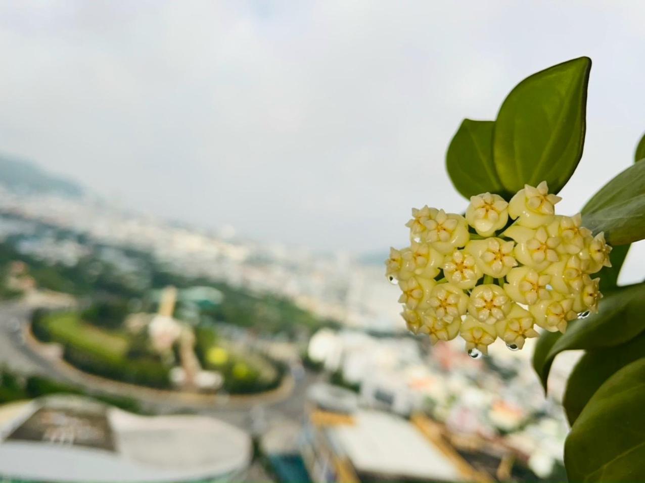 The Song apartment -VungTau city