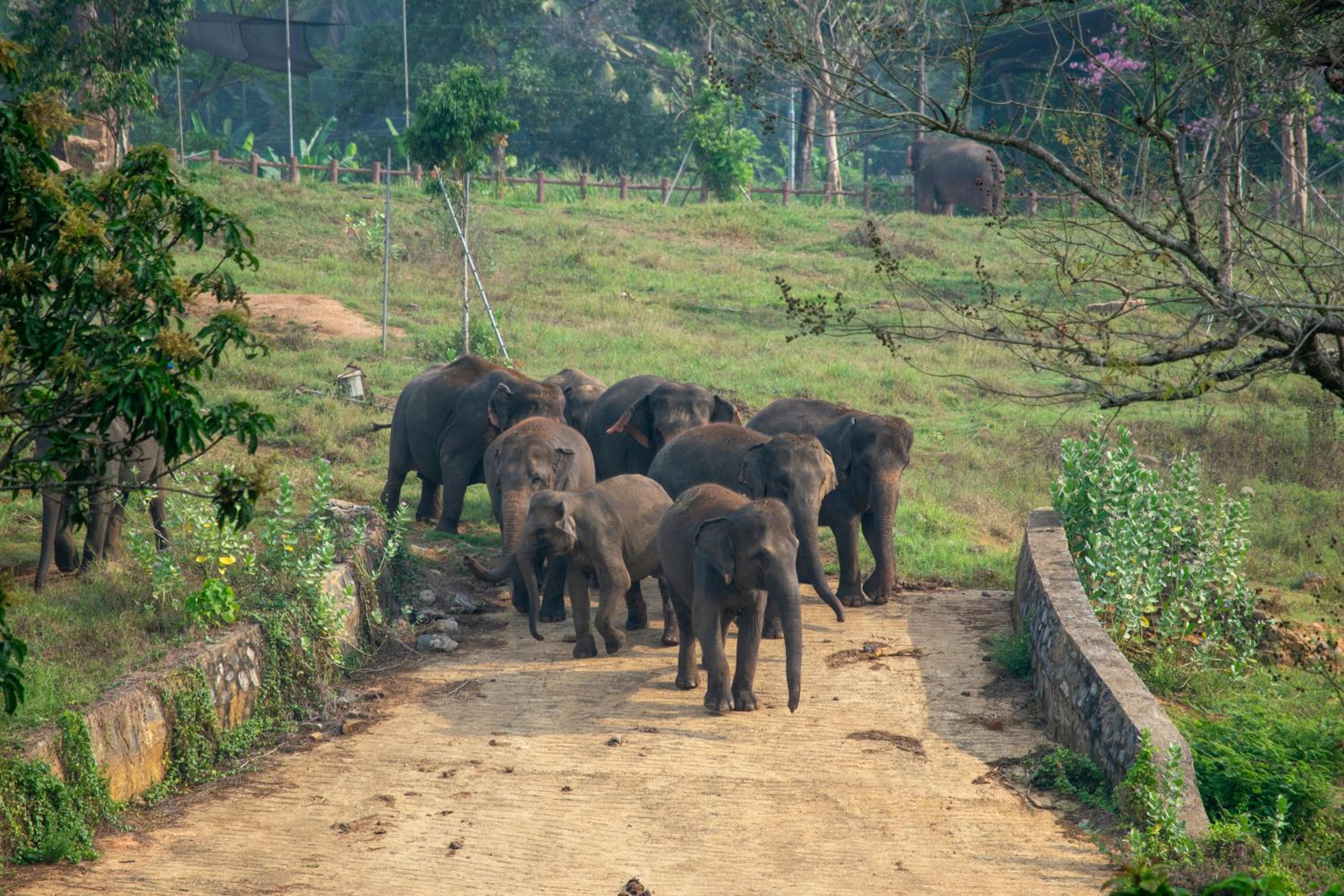 Pinnawala Elephant Front View Hotel view 5