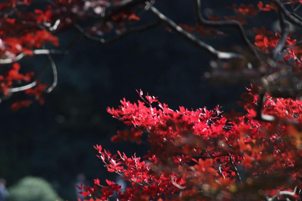 TORA HOTEL Tokyo-Rikugienn 寅ホテル 六義園 B