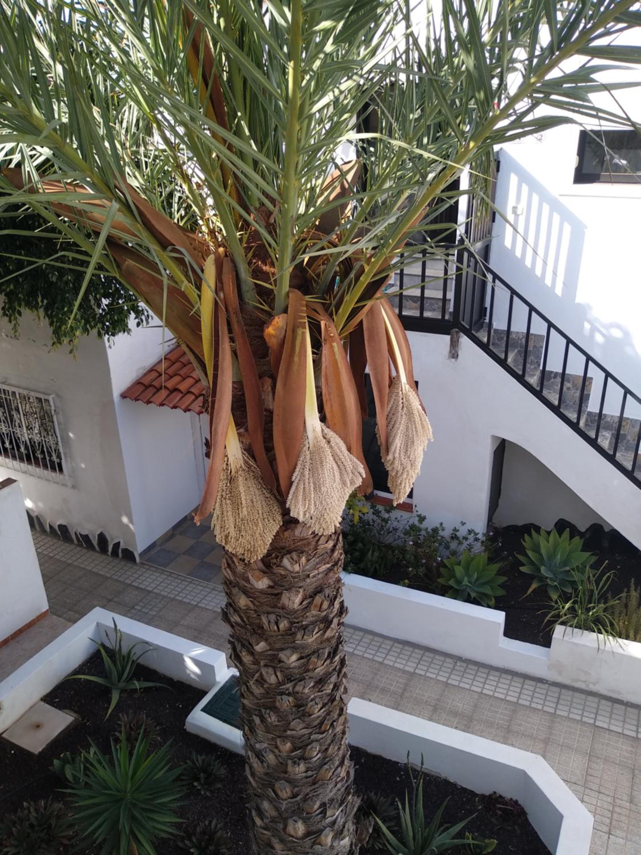 Apartamento AMA TENERIFE grande terraza