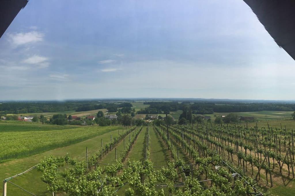 Apartma Sonček - House in the vineyard view 4