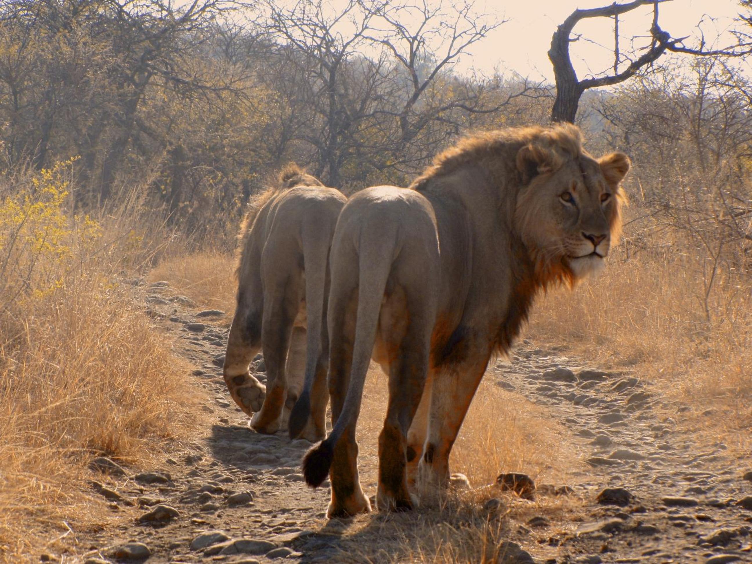 Esiweni Luxury Safari Lodge view 5