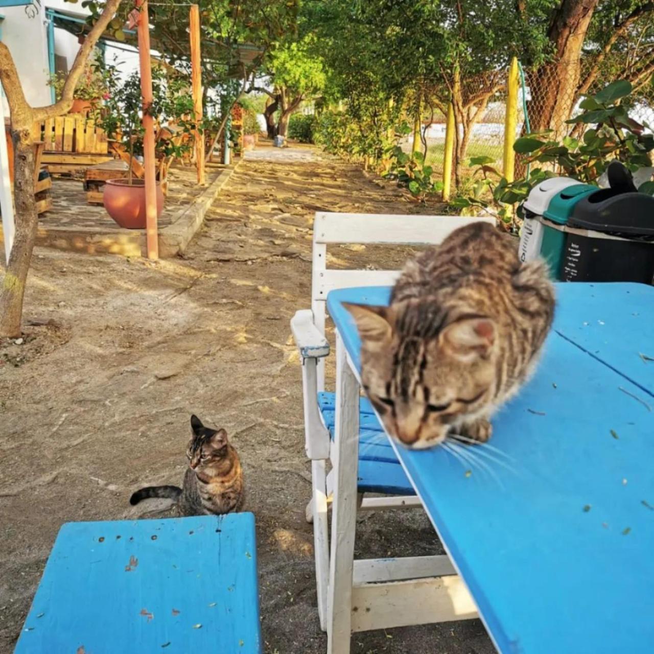 Playa del Ritmo Beach Hostel & Bar - Adults Only