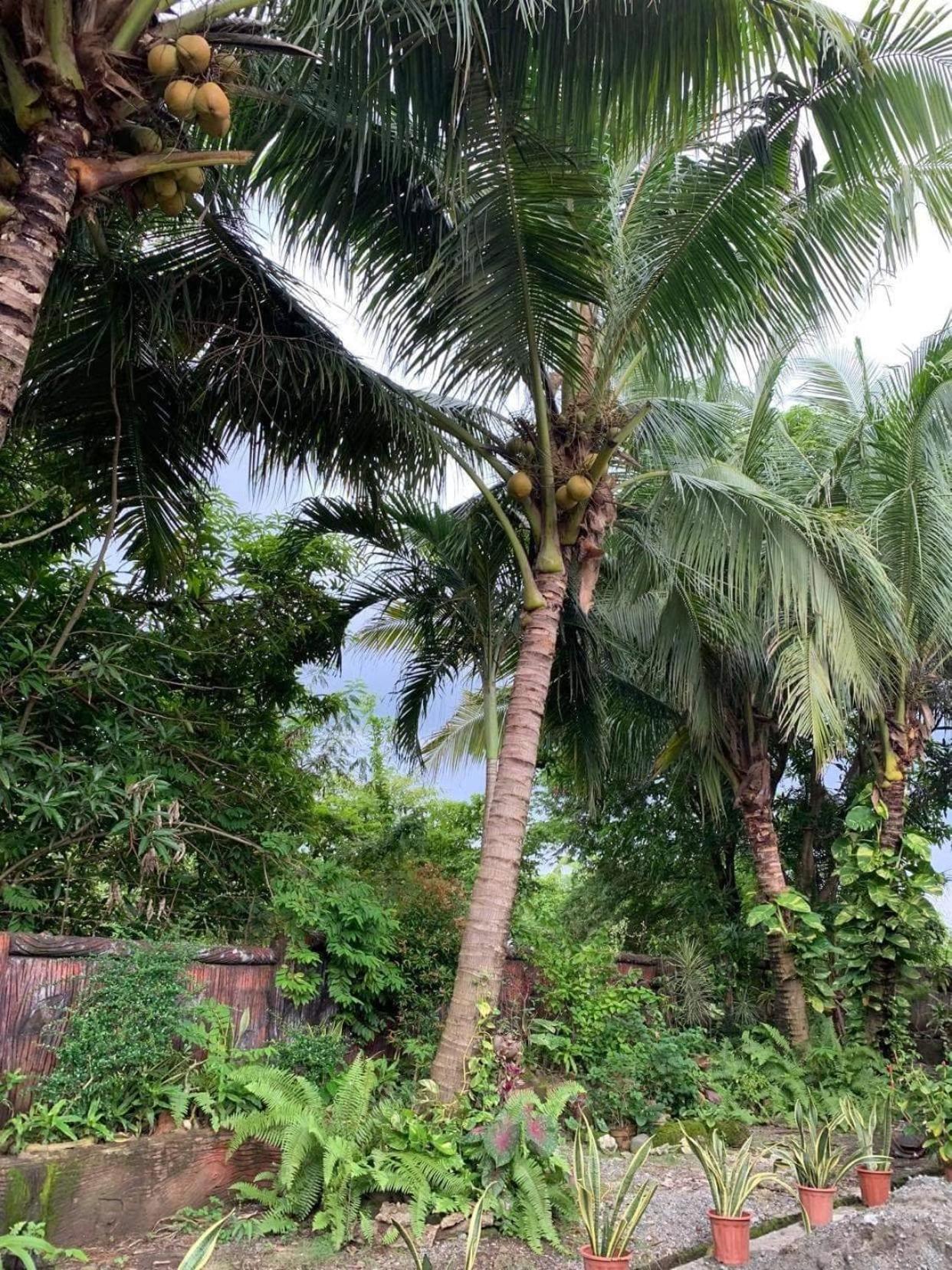 Caparas Transient House view 4