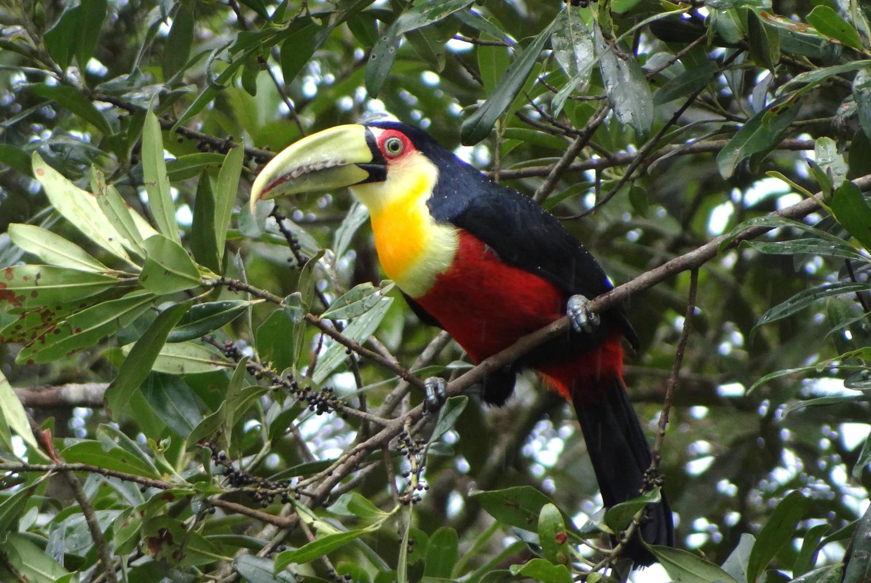 Pousada Chalé da Floresta