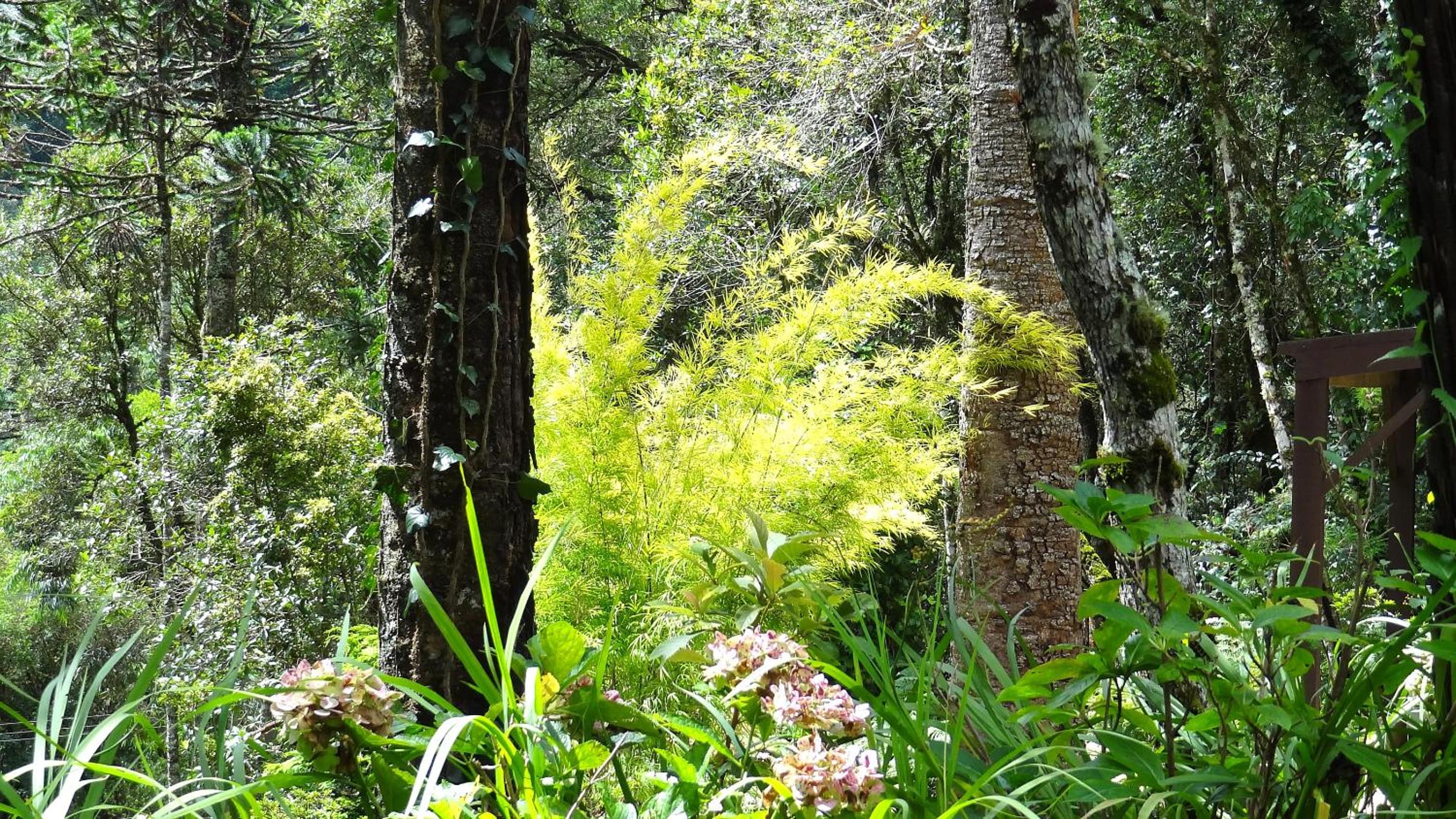 Pousada Chalé da Floresta