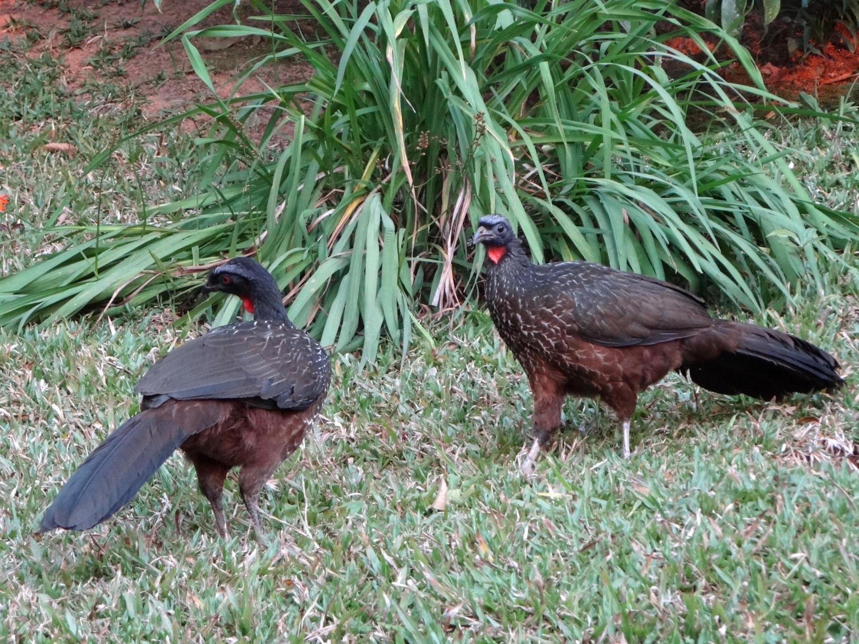 Pousada Chalé da Floresta