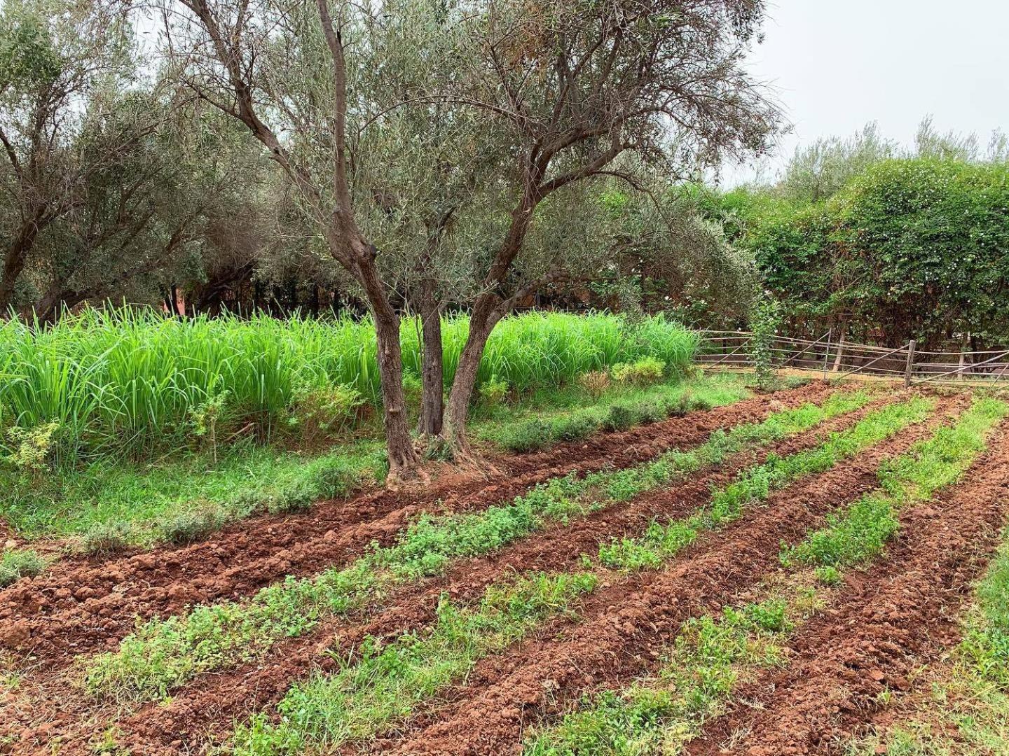 La Ferme Berbere Adult only