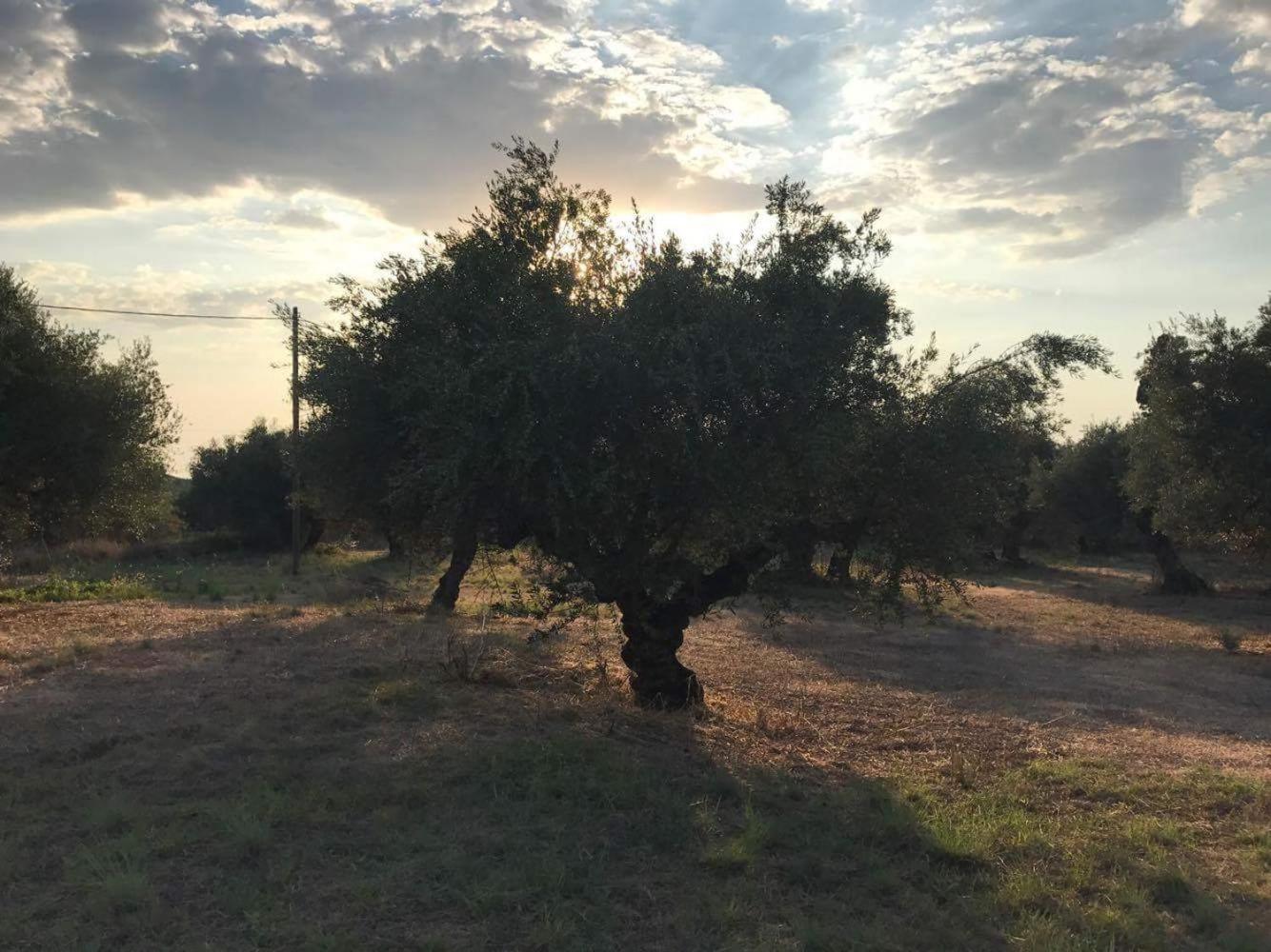 Olive Cottage