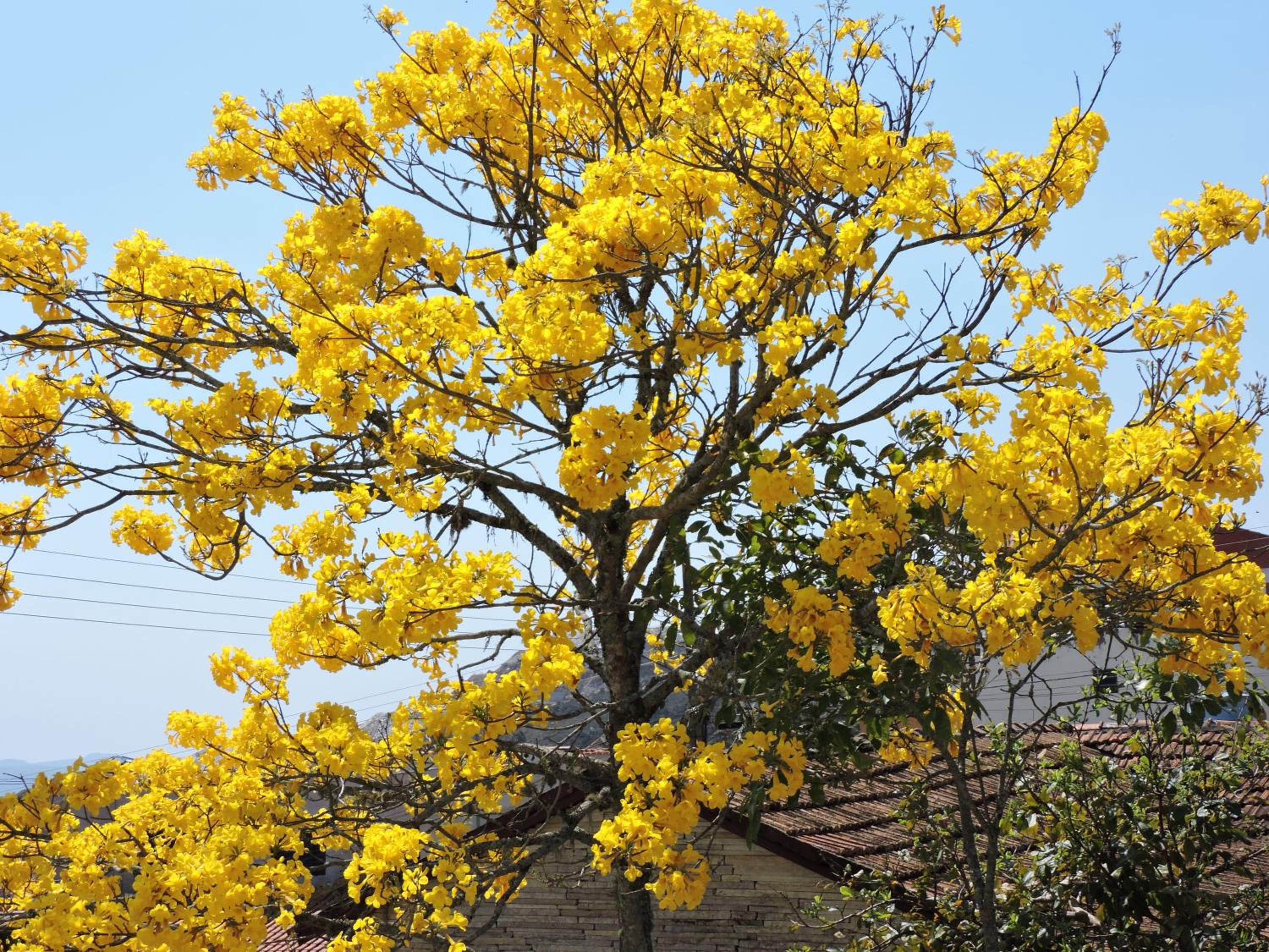 Pousada Casa da Serra view 3