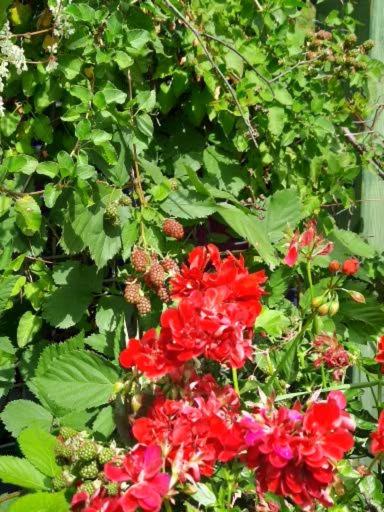 Photo 40