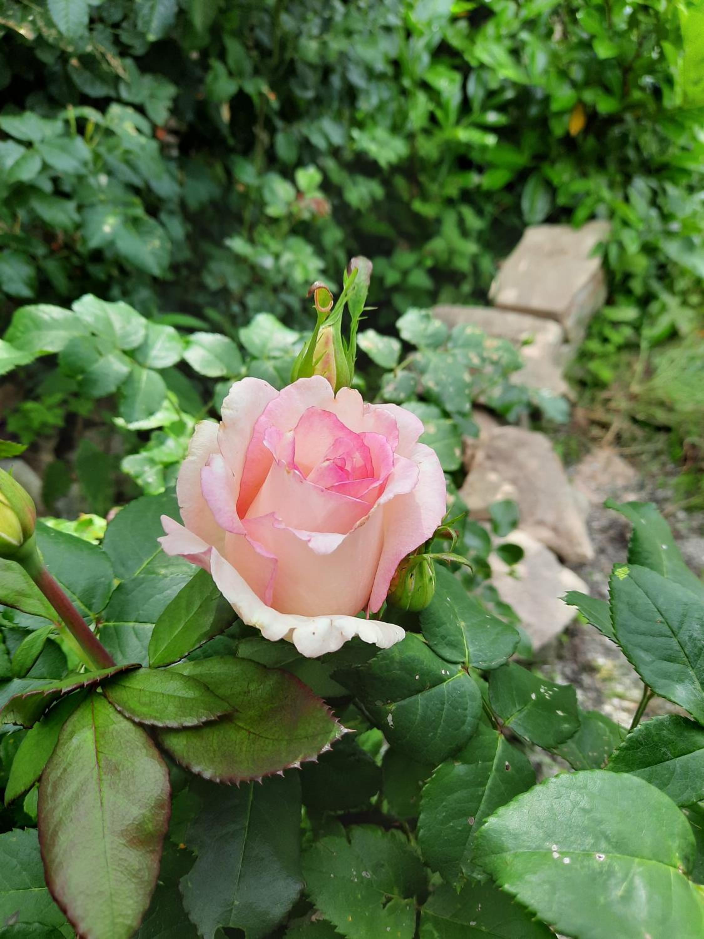 Photo 42
