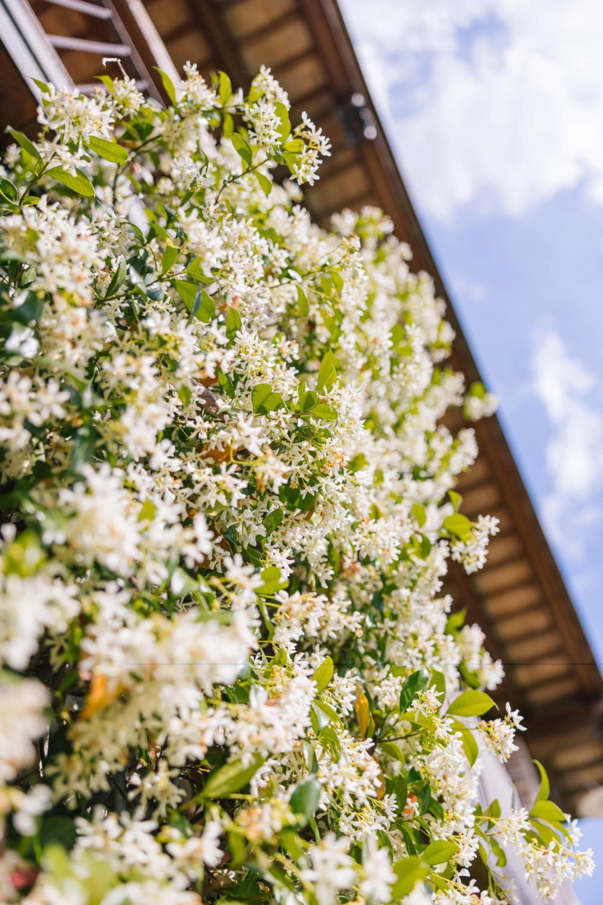 Agriturismo Albafiorita