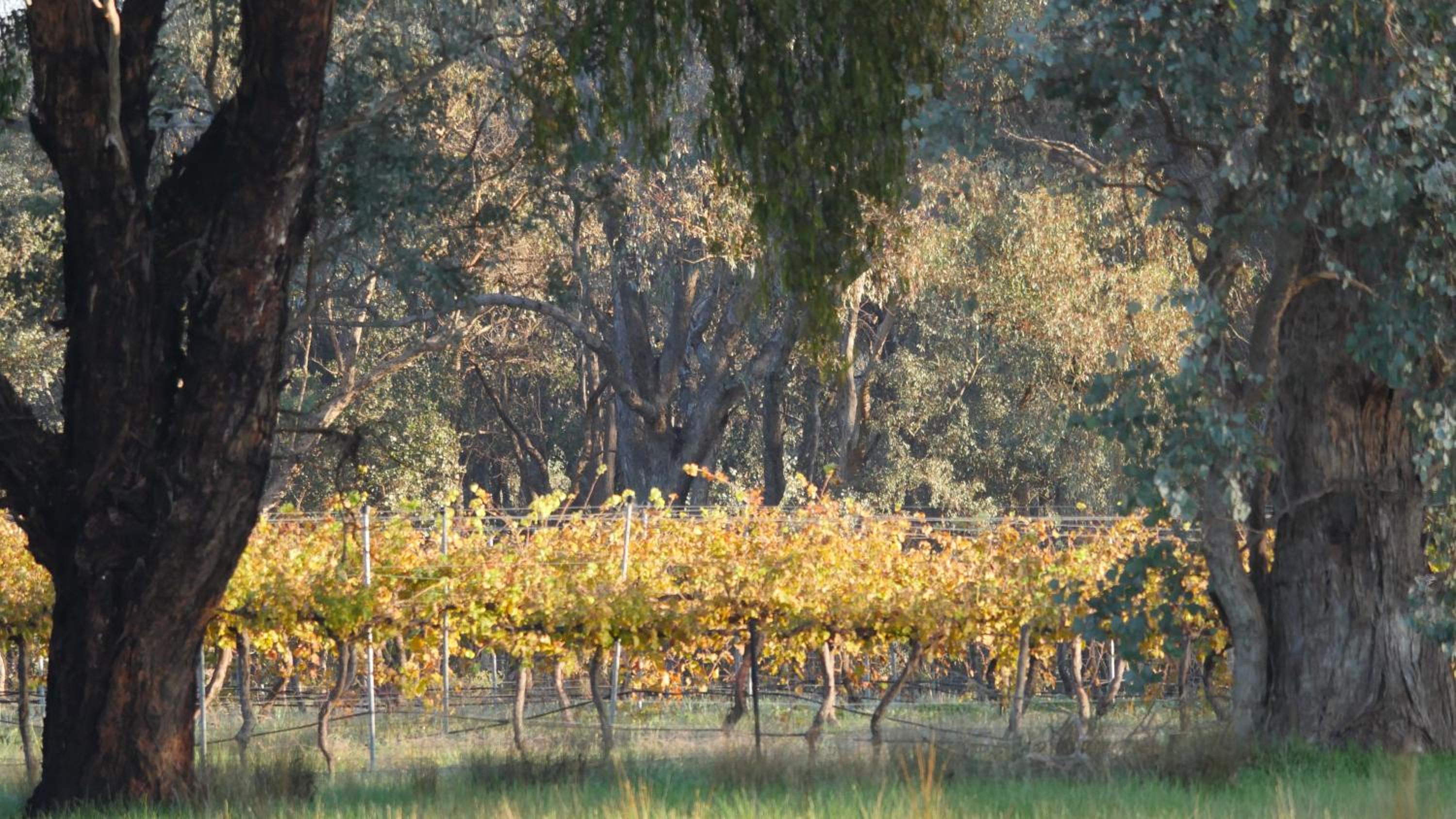 Candlebark Retreat
