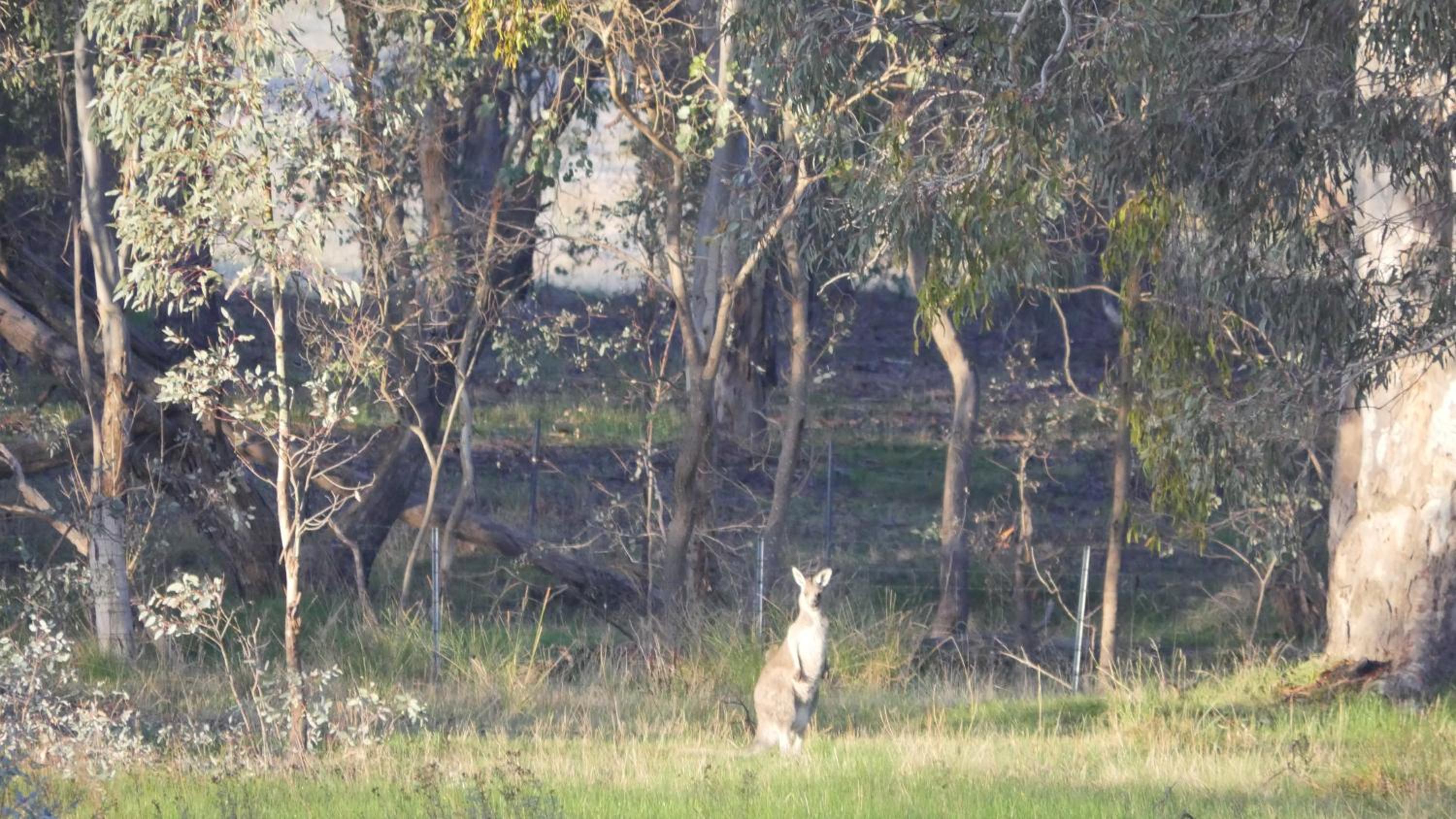 Candlebark Retreat