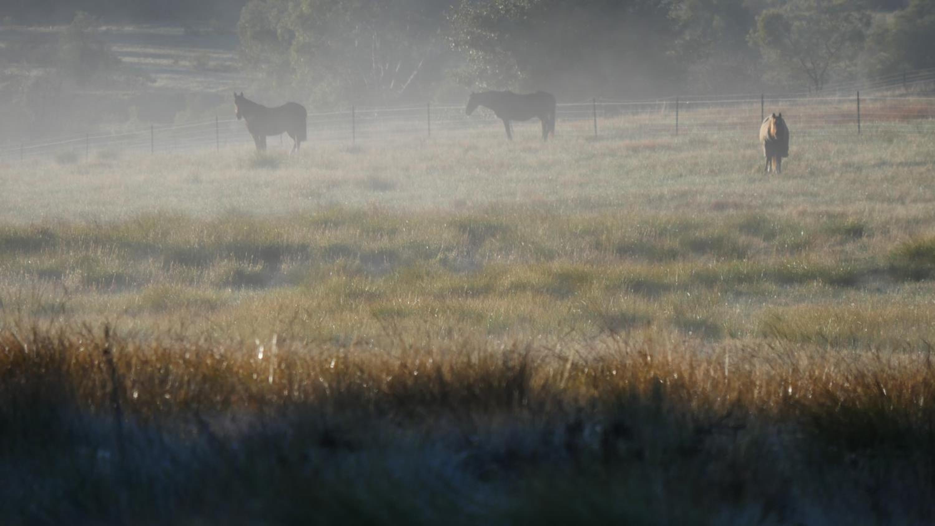 Candlebark Retreat