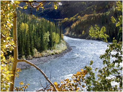 Denali Grizzly Bear Resort