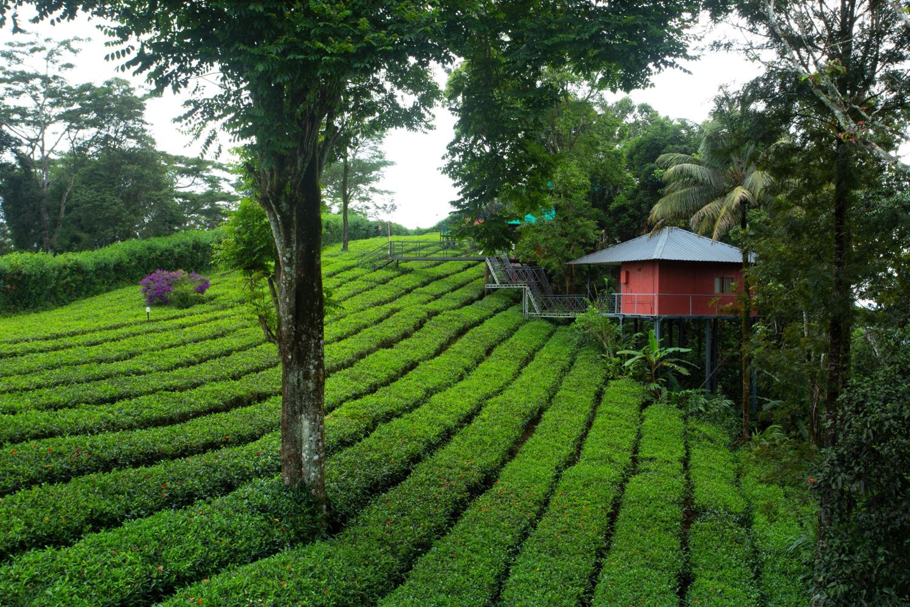 Dream Catcher Plantation Resort