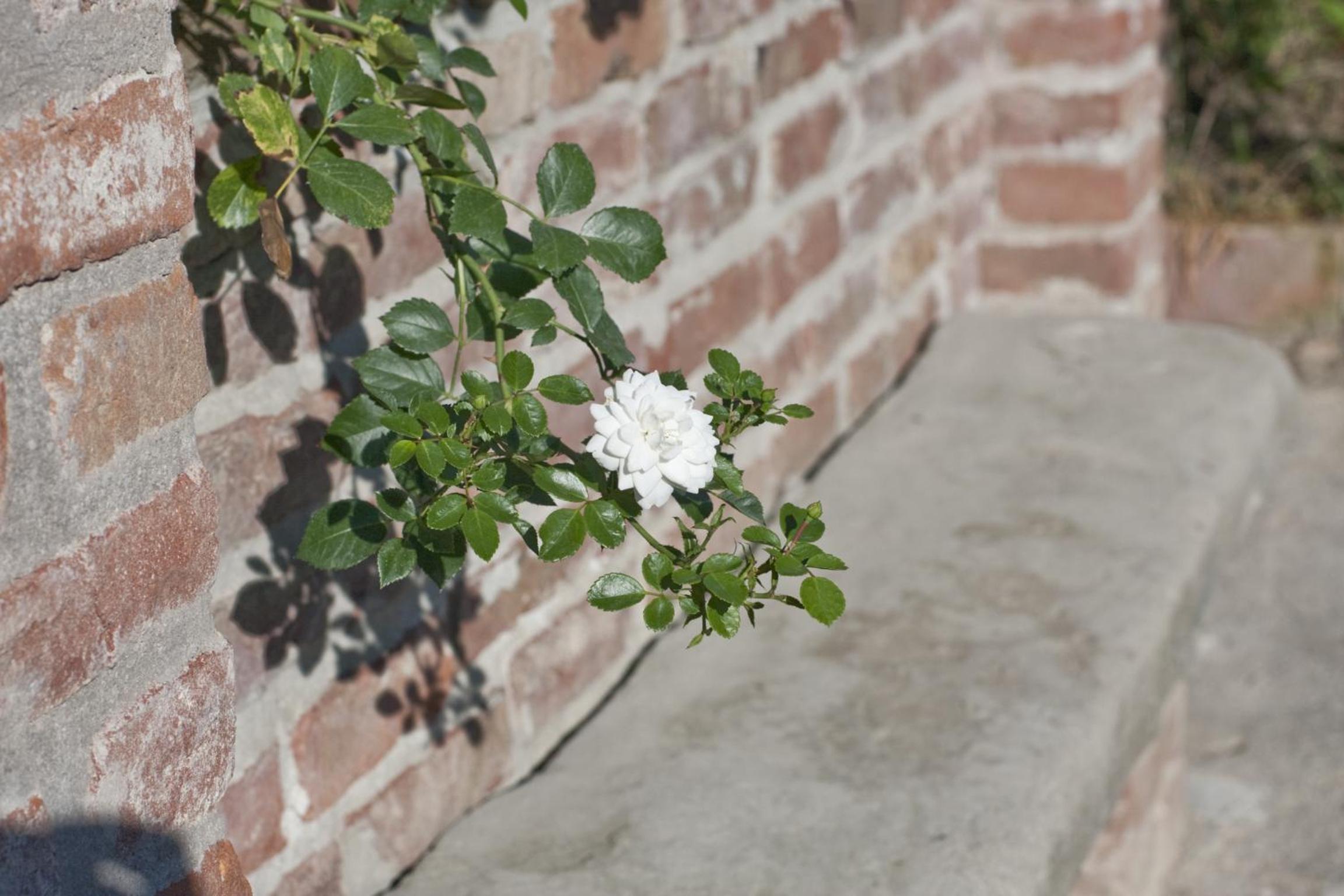 Locanda Dell' Orso Bevitore