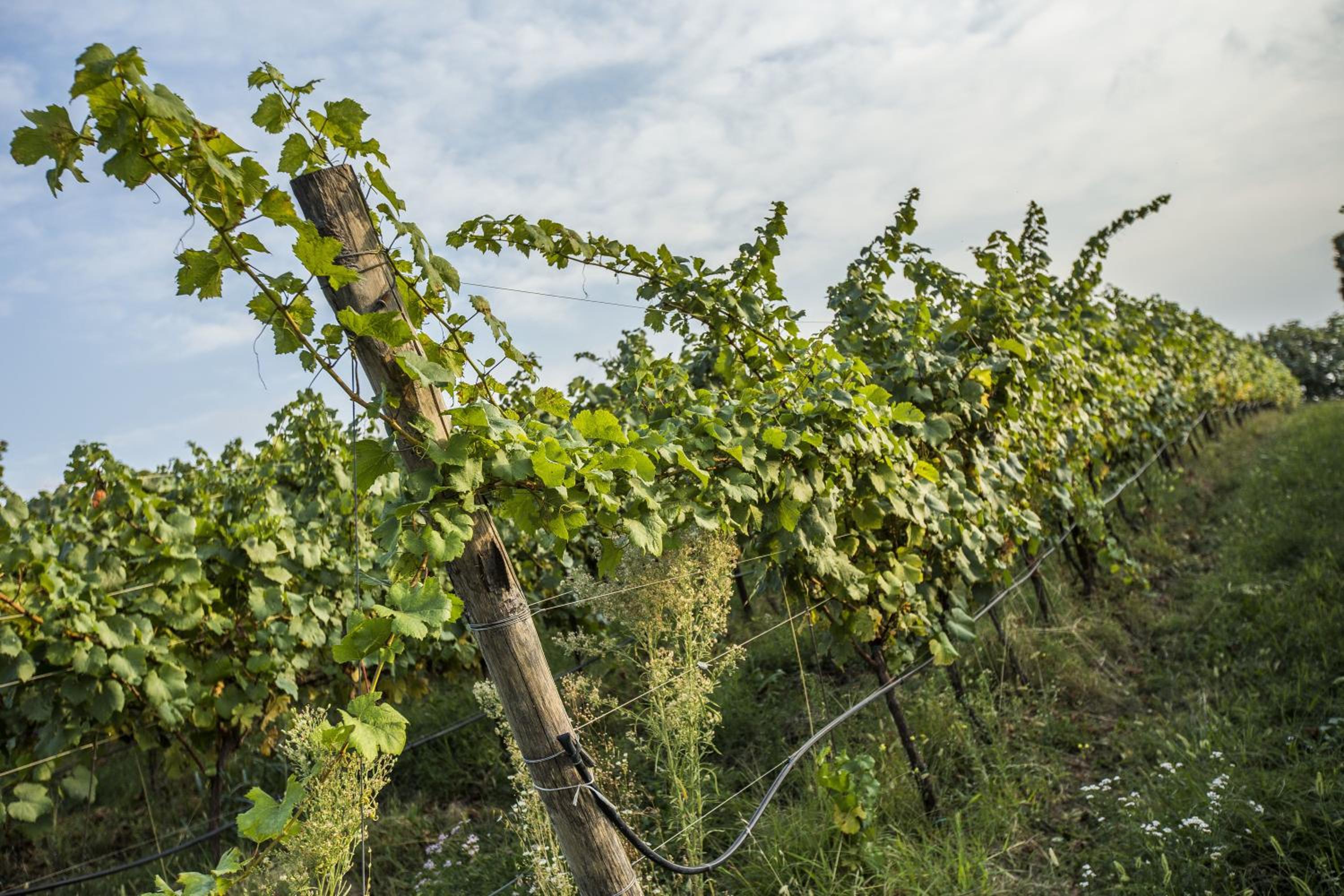 Agriturismo Il Pianetto