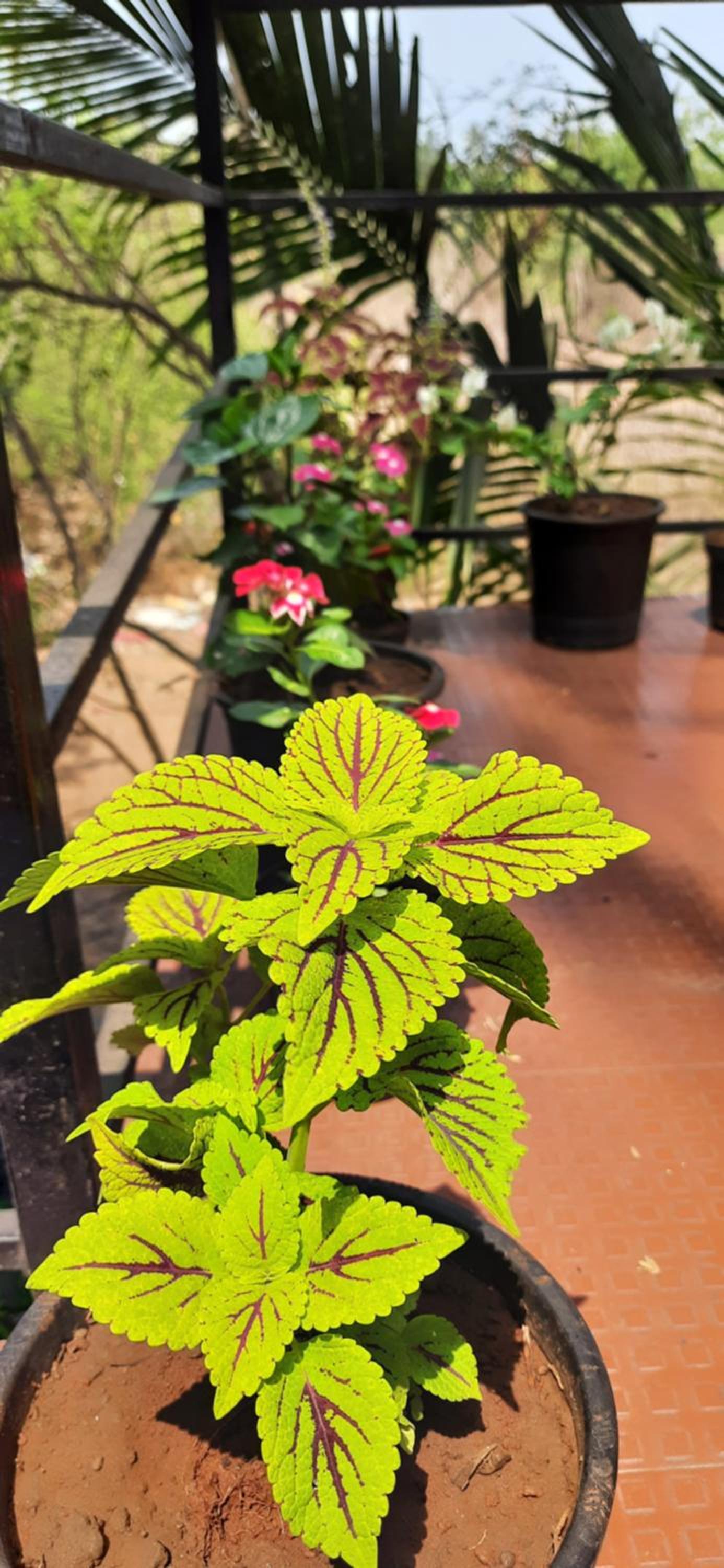 Bageecha B&B- Vaayu, photo 15