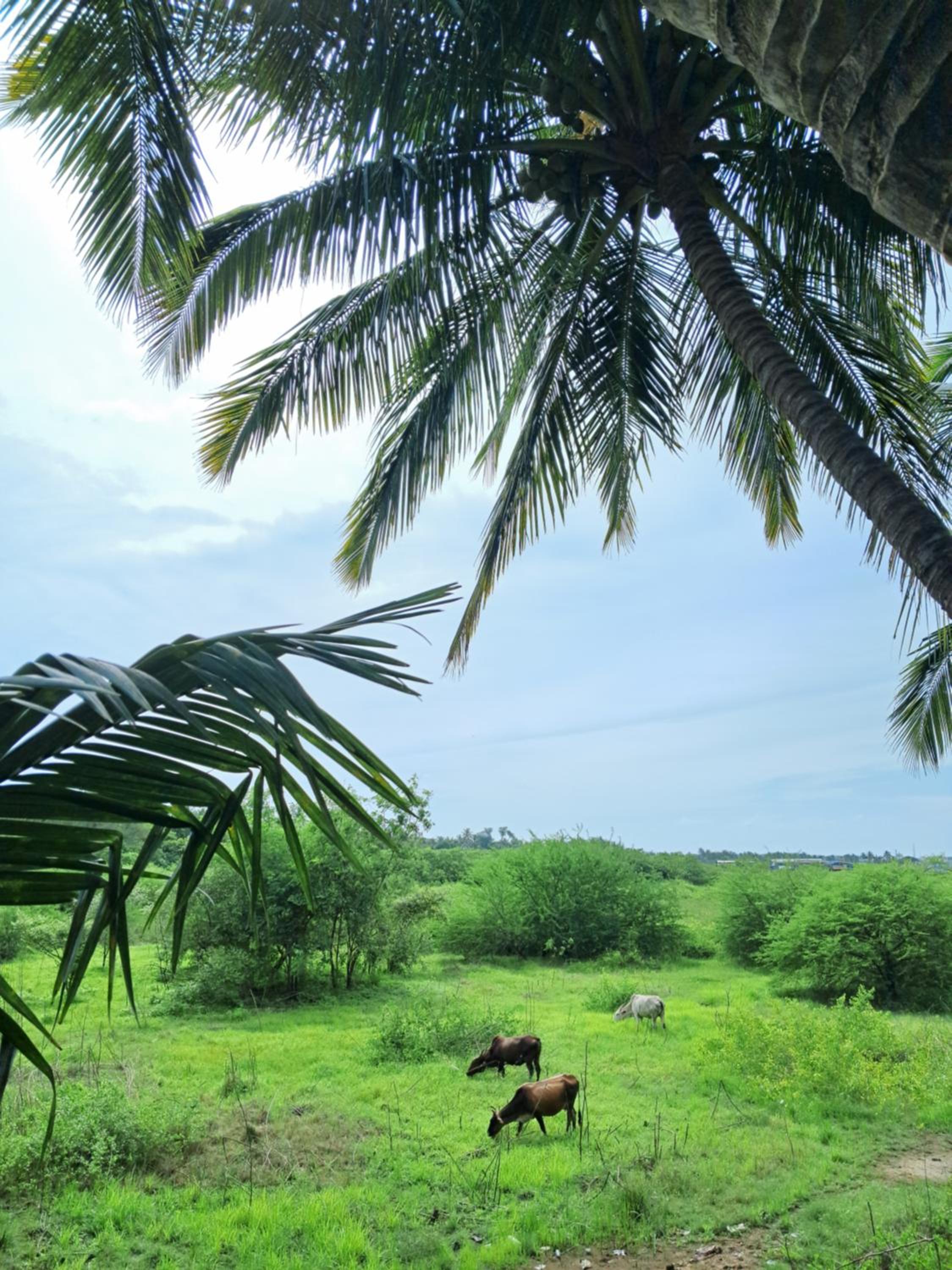 Bageecha B&B- Vaayu, photo 108