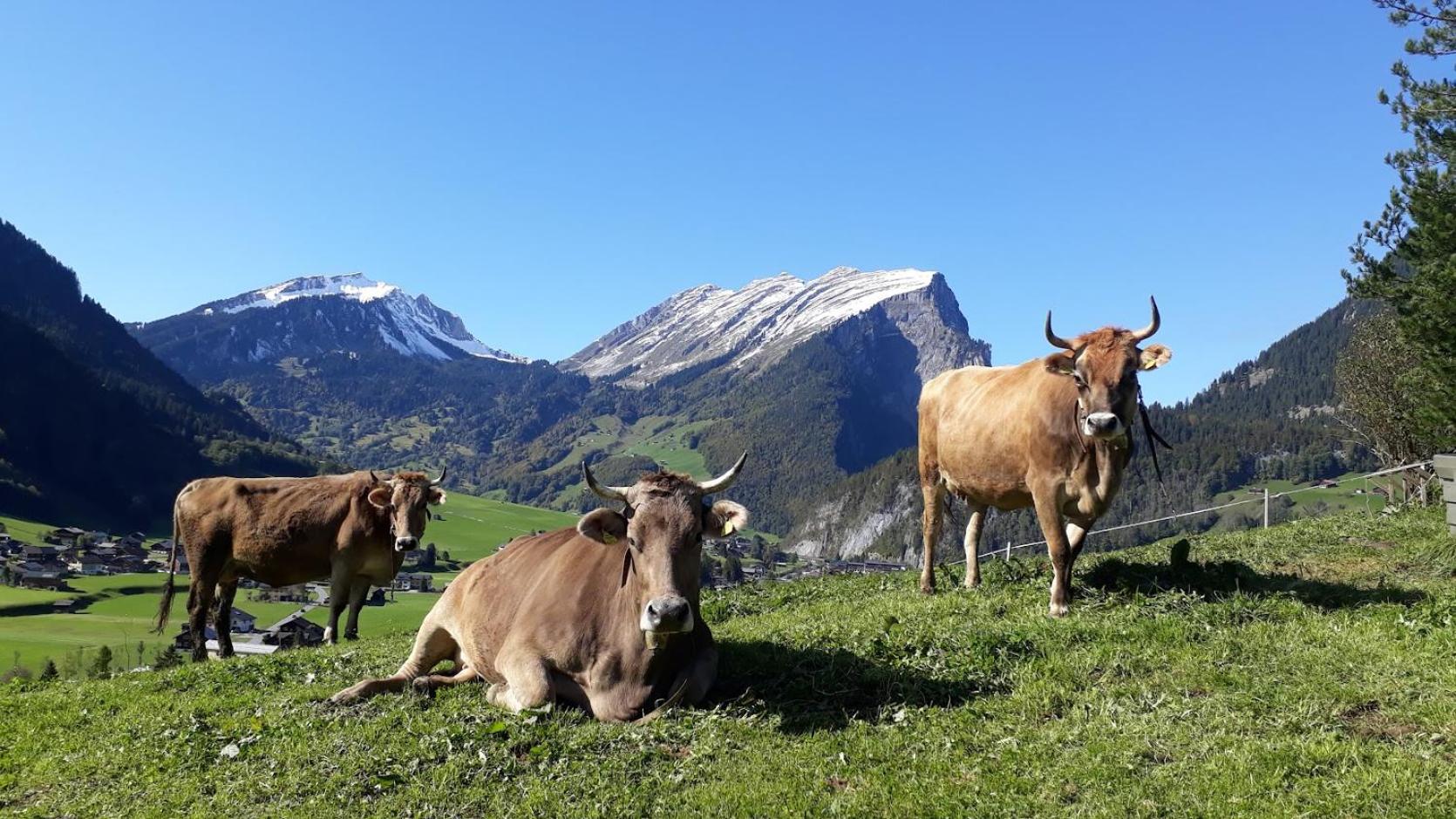 Fernblick Frühstückspension