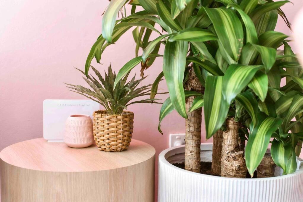 Paradise 31 - Pink oasis in the heart of the GC