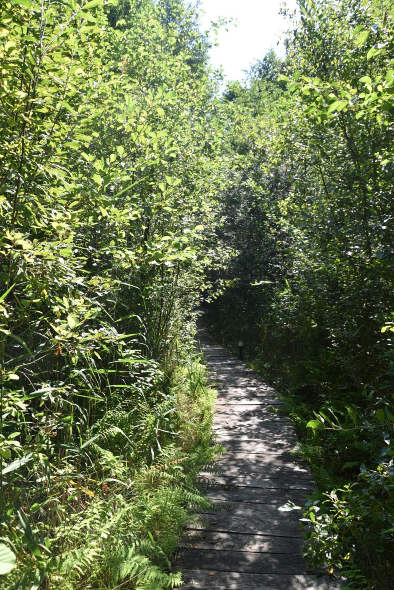 Photo 36