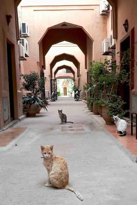 Riad Nekhla view 2