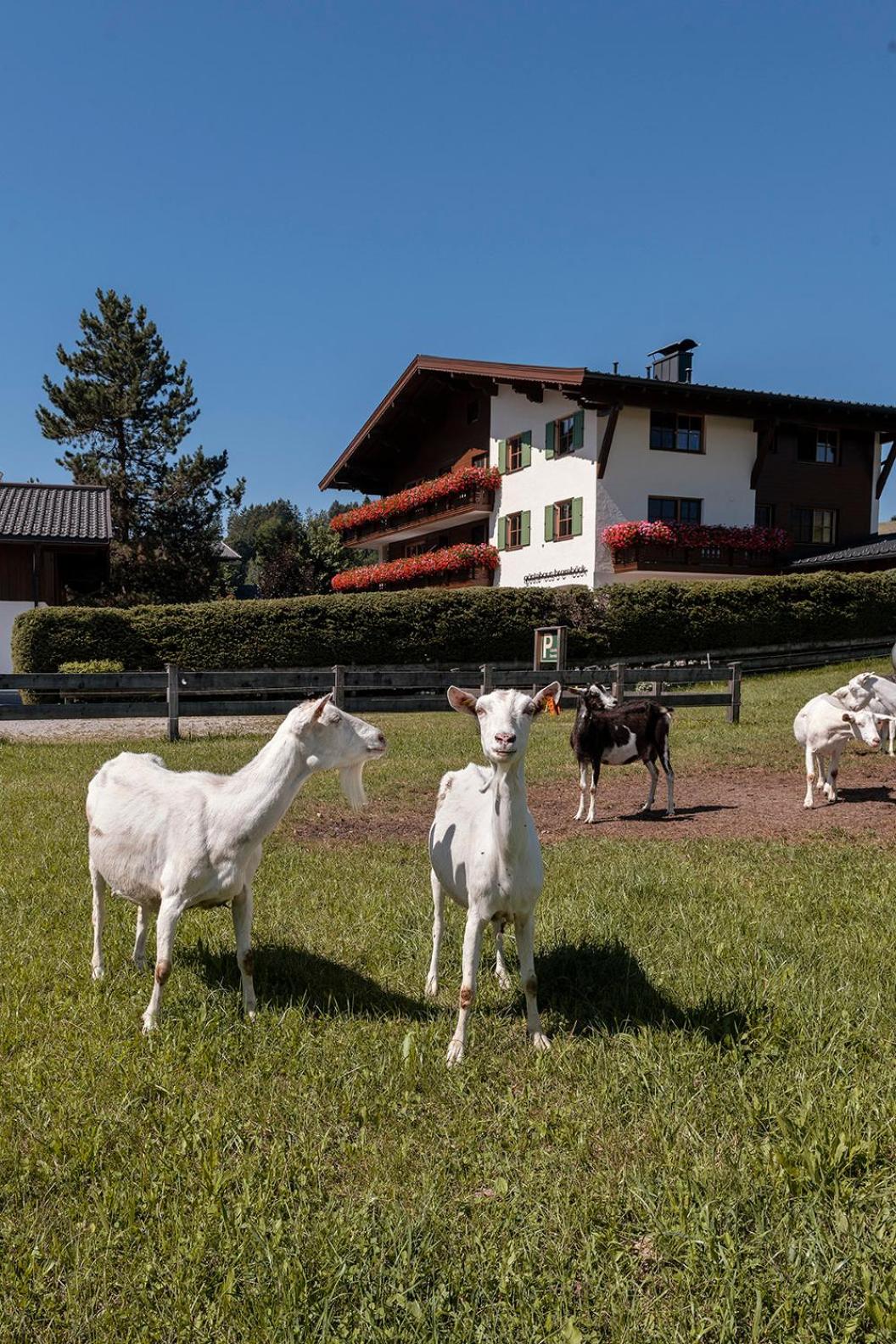 Gästehaus Bramböck