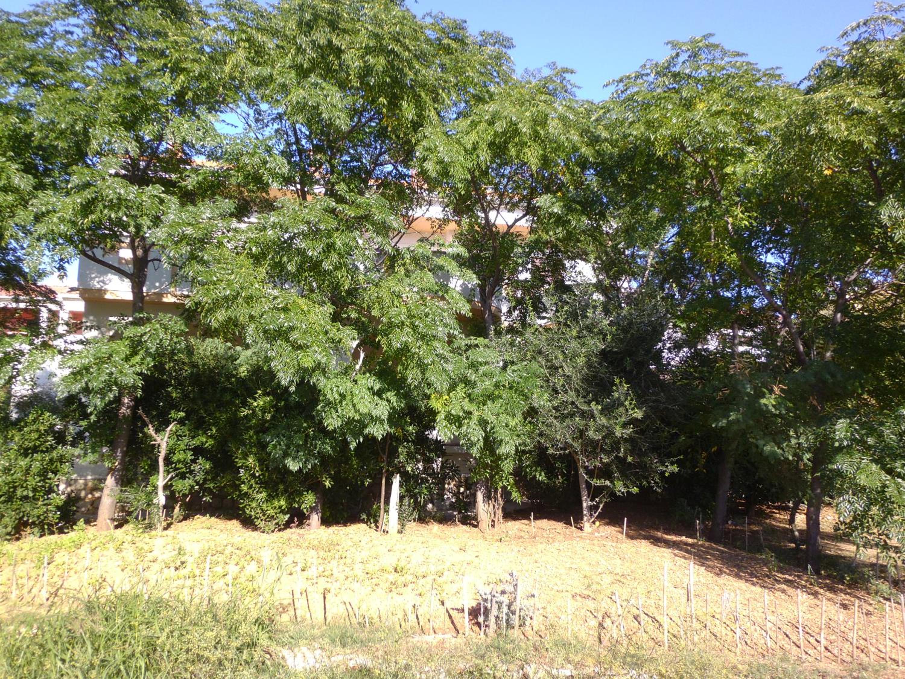 Photo 65