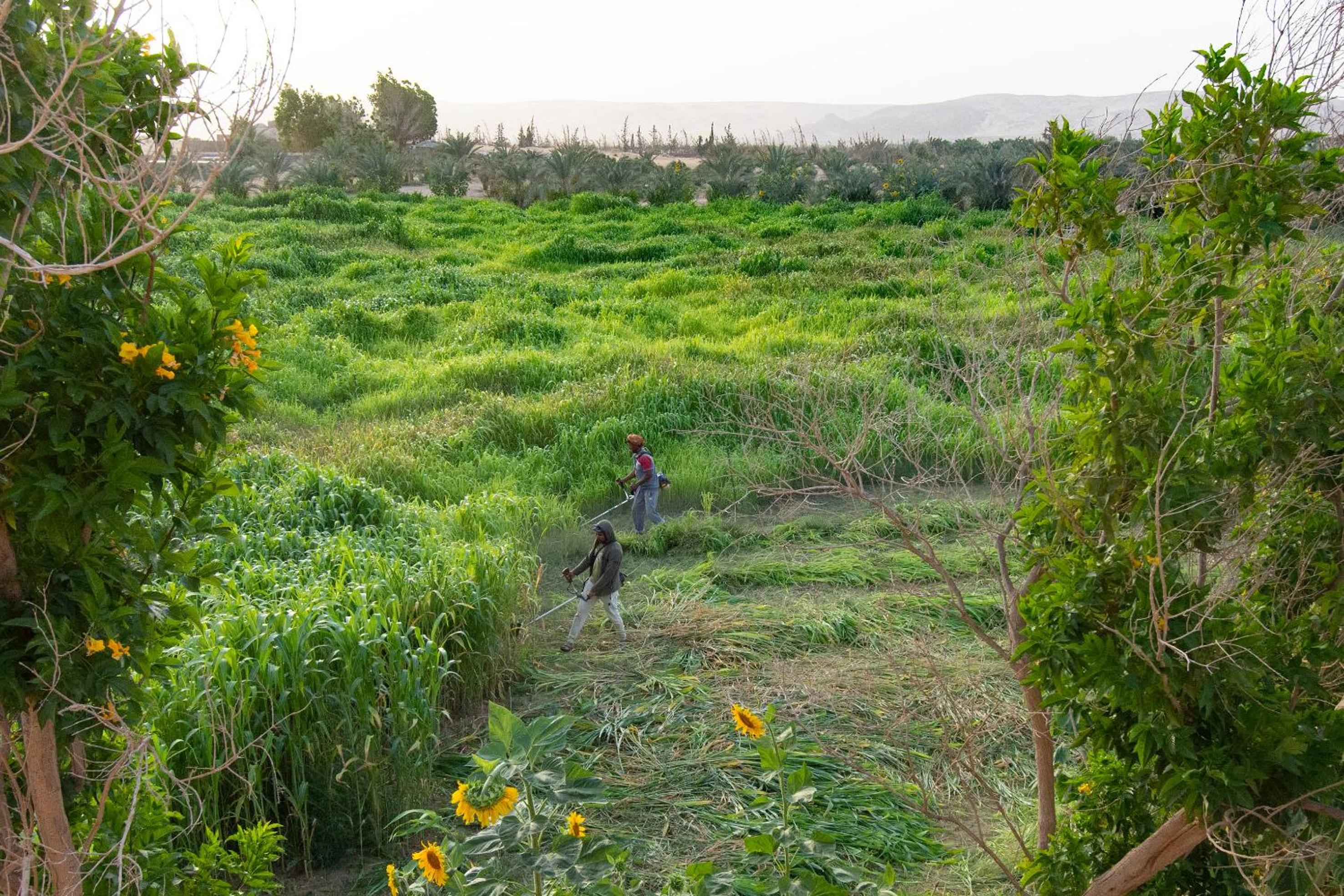 Tzila Bahariya
