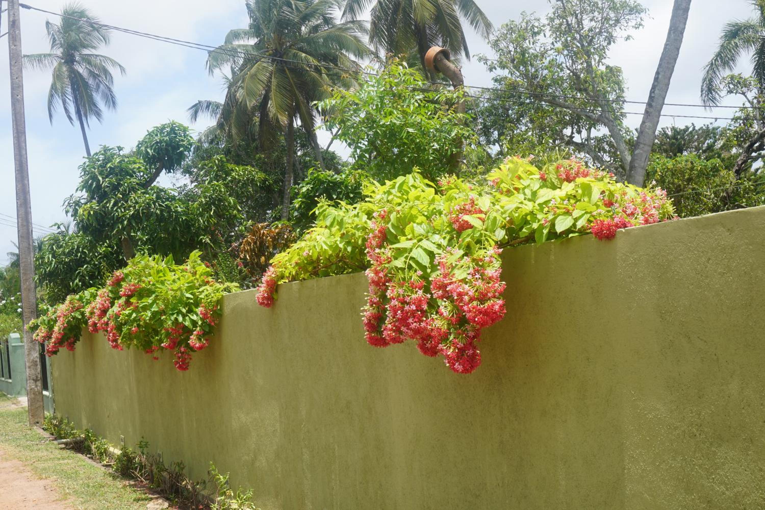 Villa Roma - Negombo