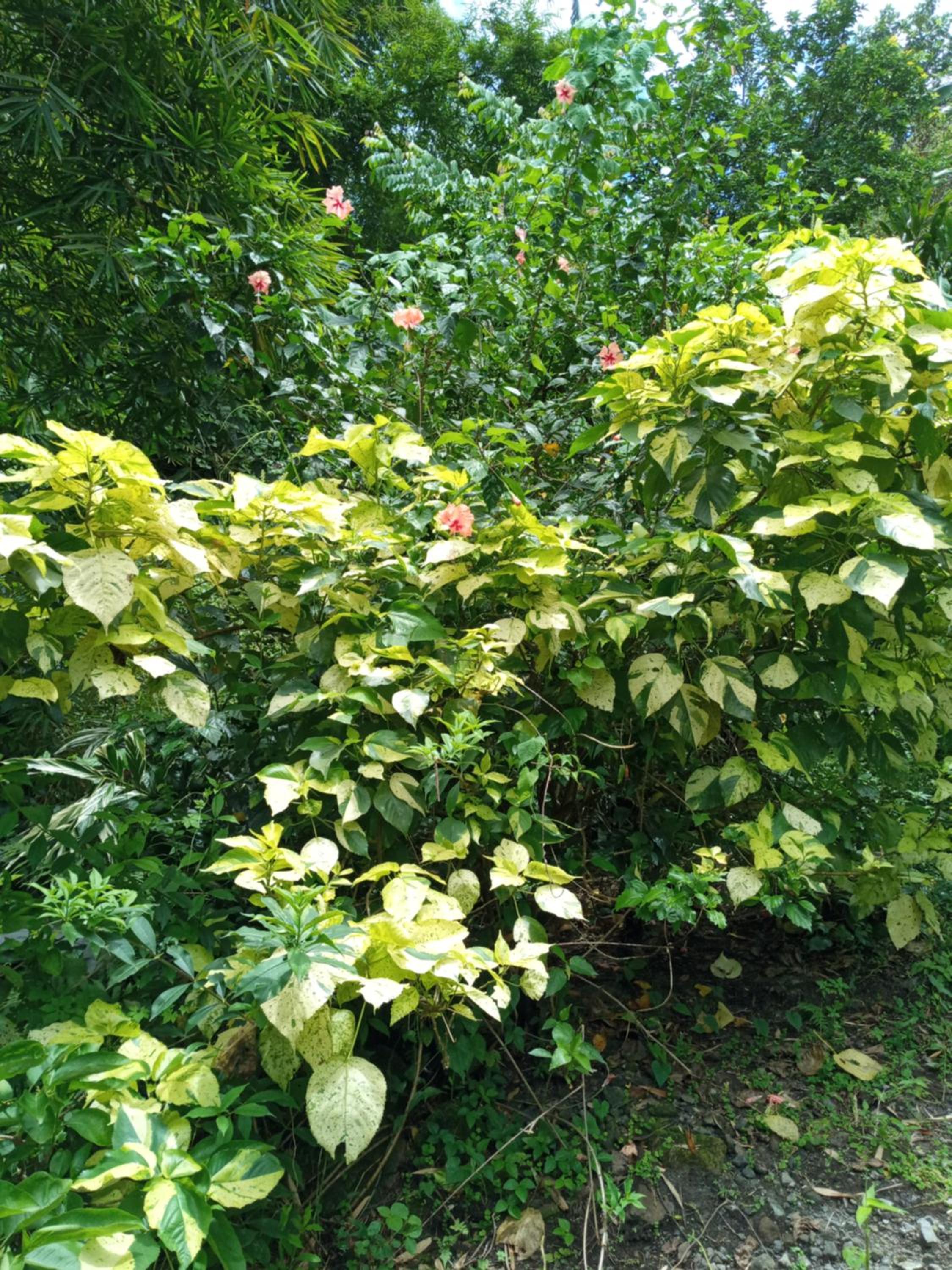 Berkey's Jungle Paradise view 4