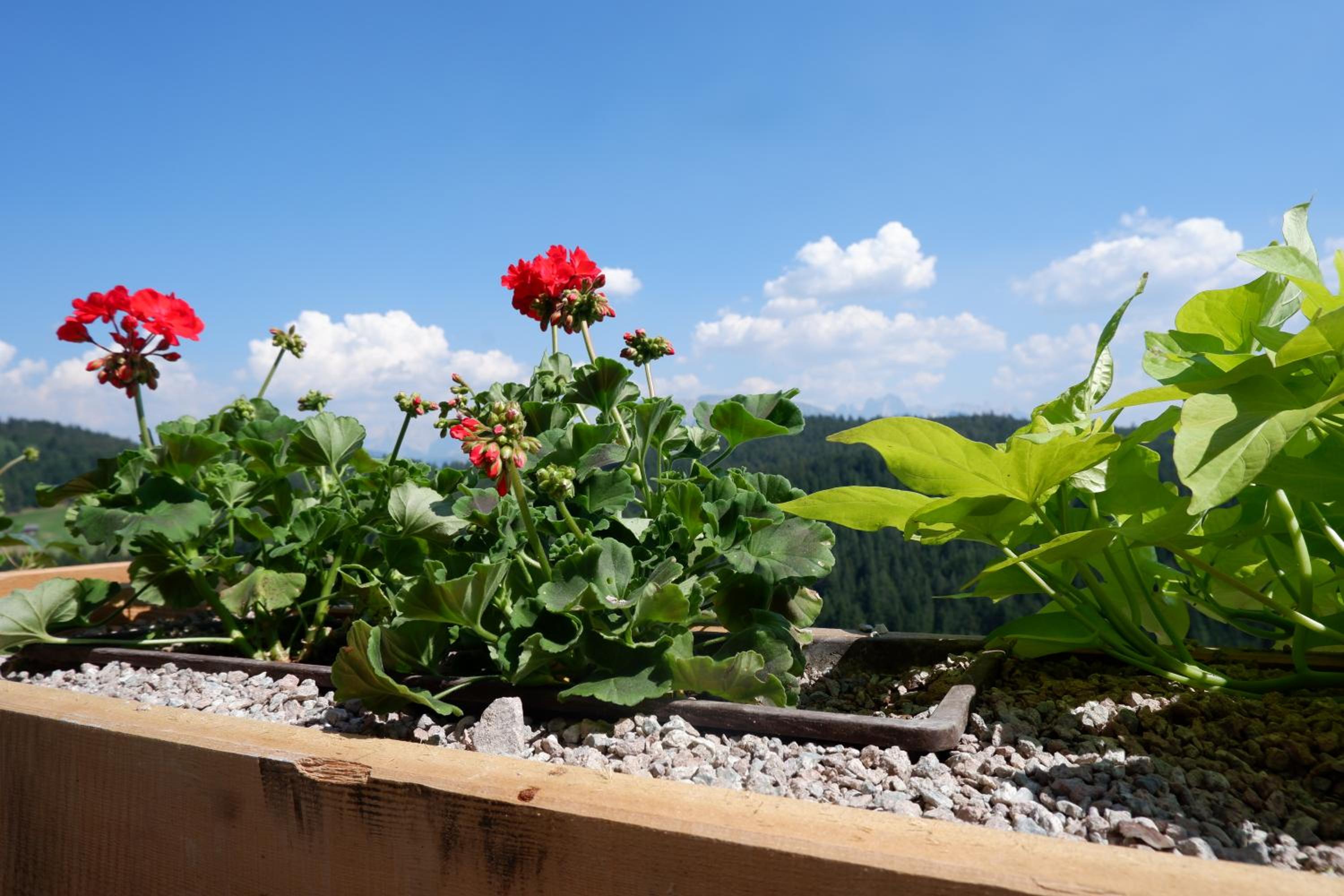 Wolfhof_Ritten