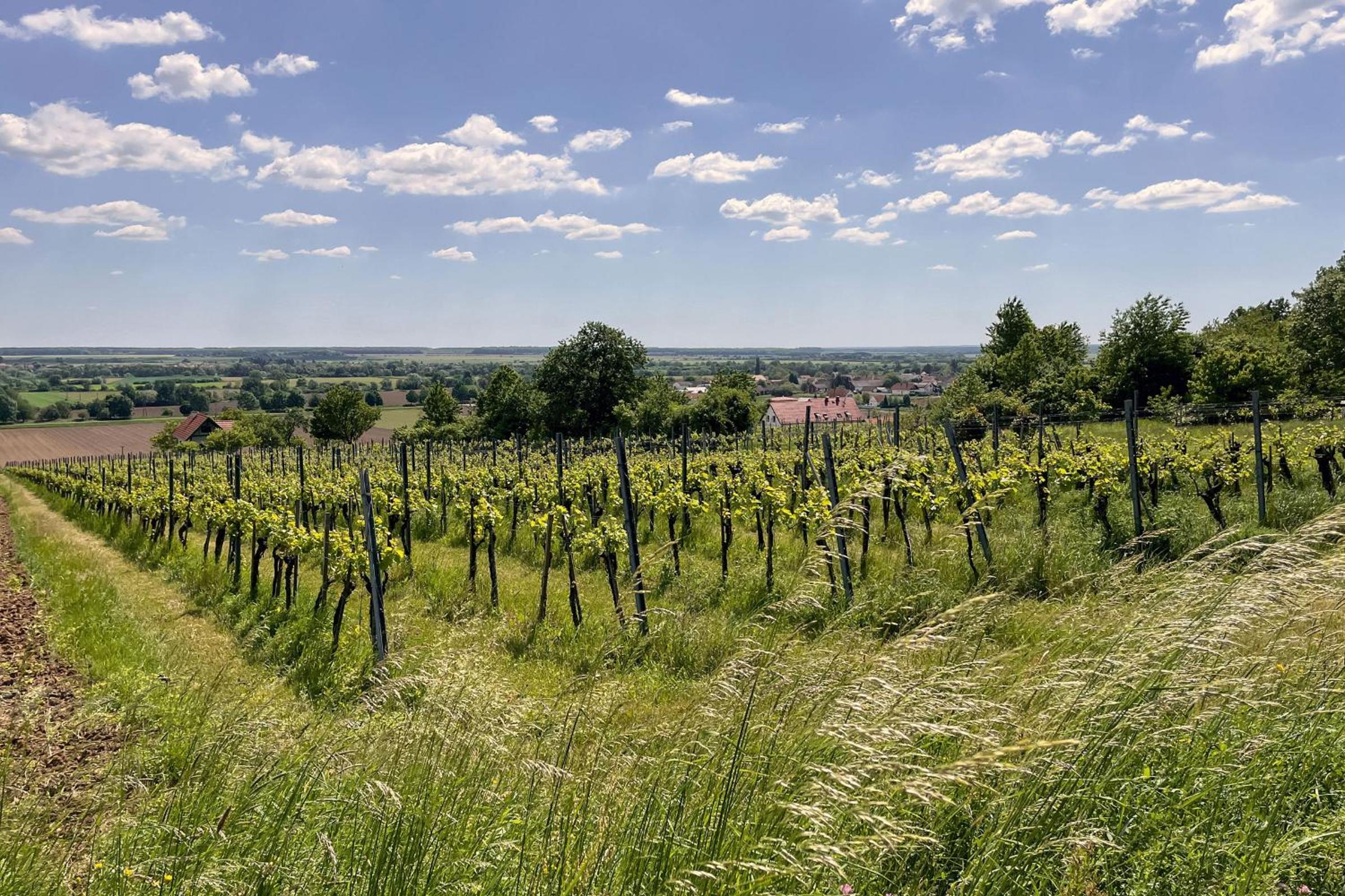 Kellerstöckl Postrumer Weinberg 49