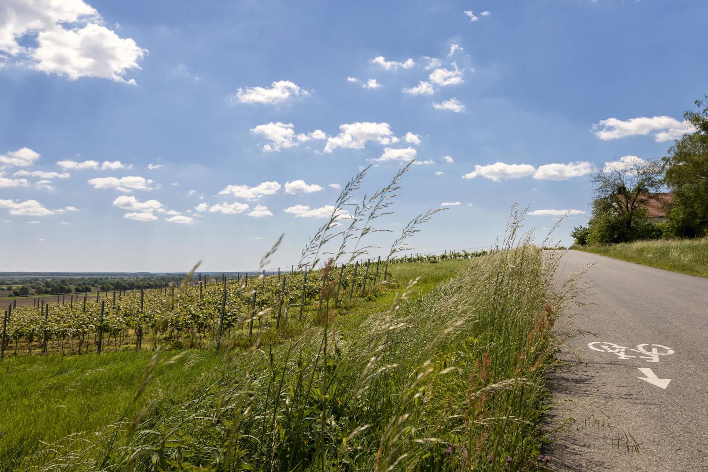 Kellerstöckl Postrumer Weinberg 48