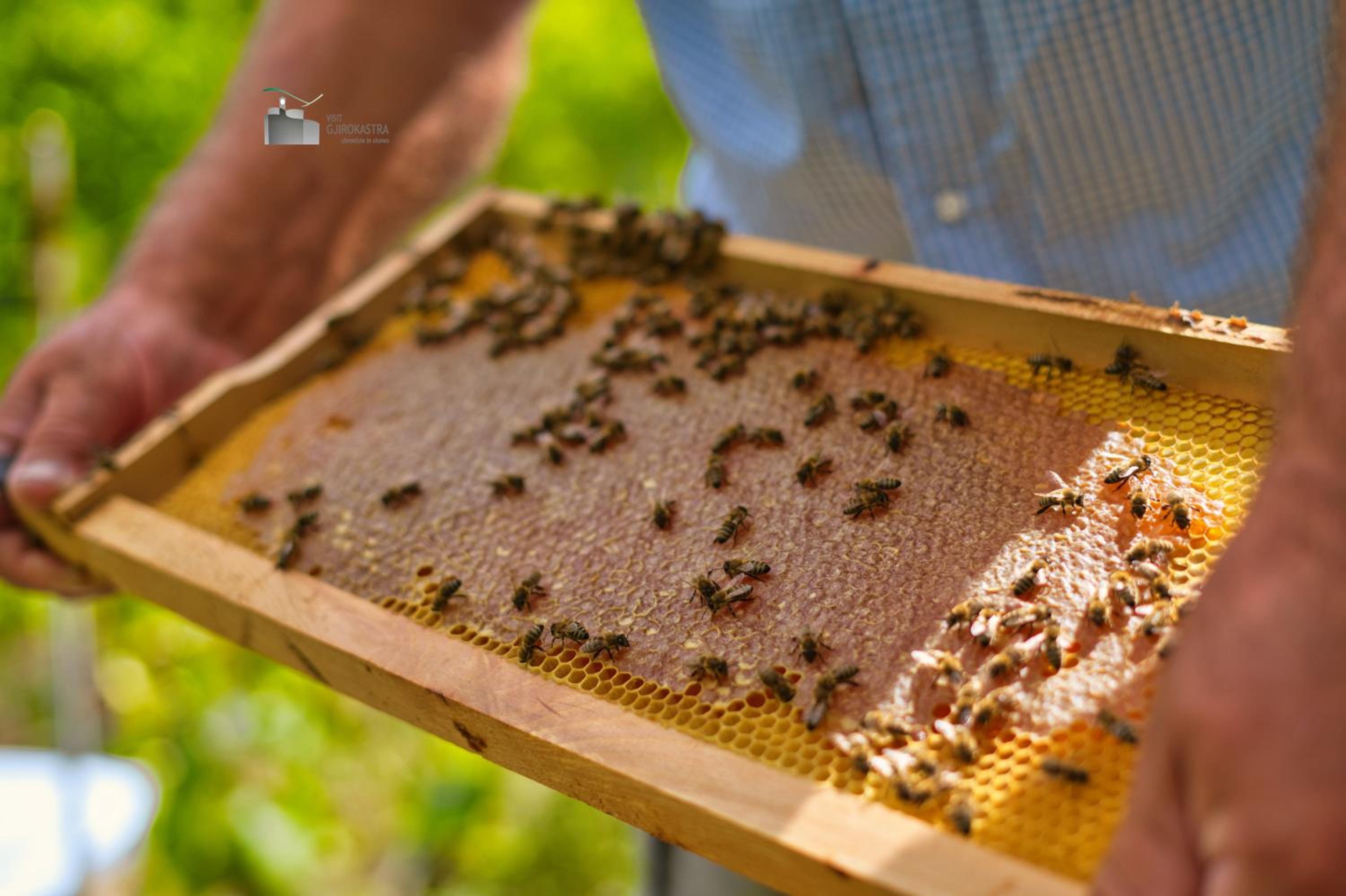 Honey-House Kastrioti Adventures