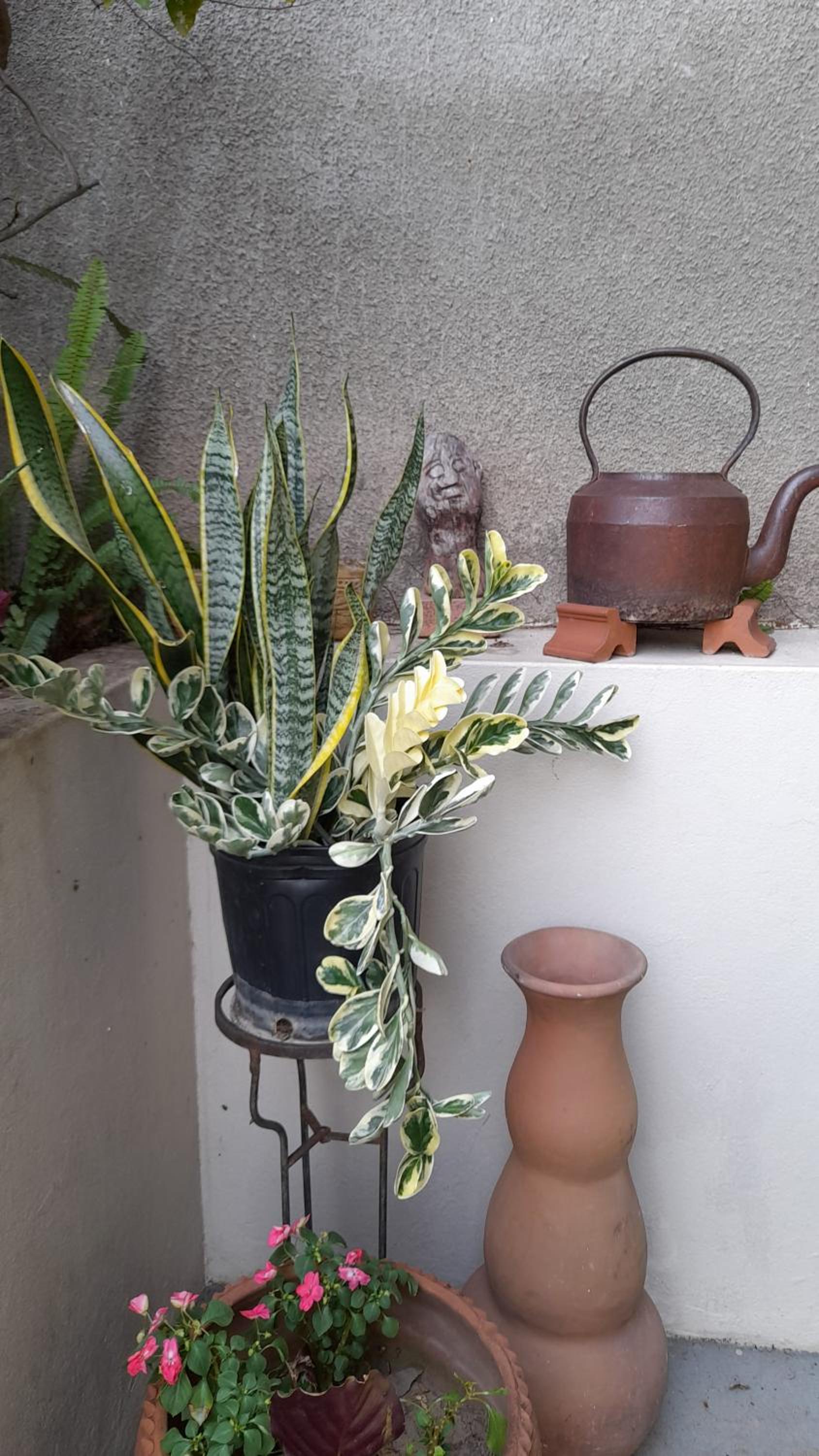 Neita's Nest