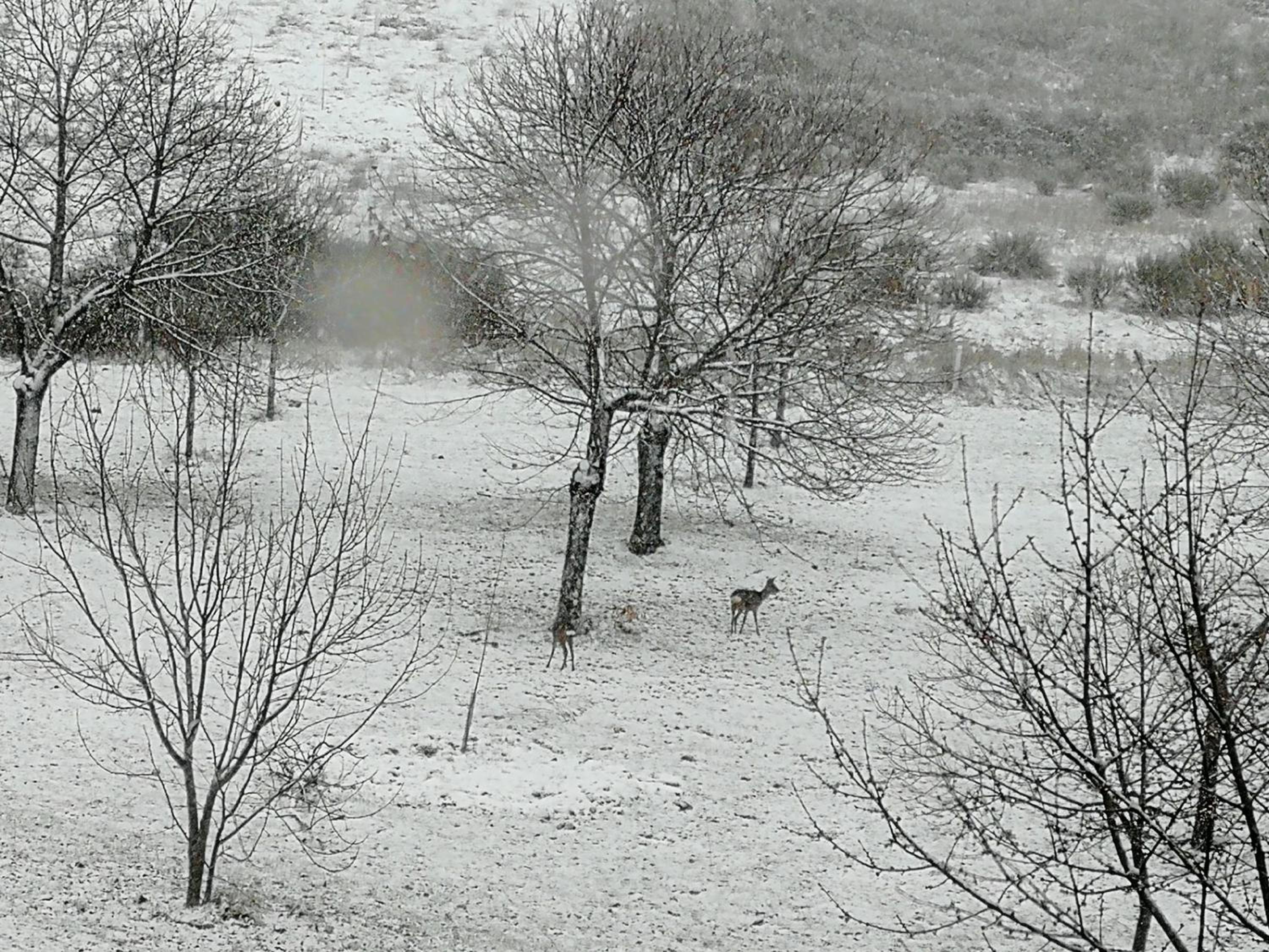 Photo 42