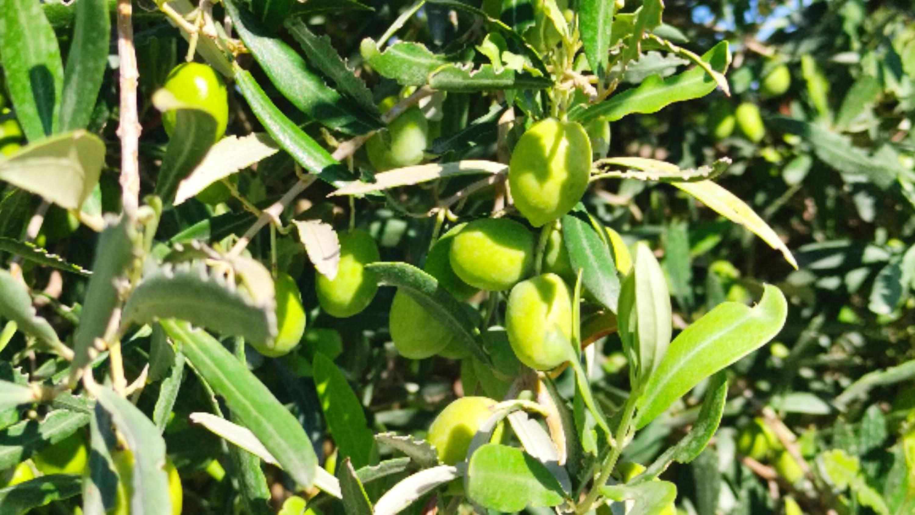 Le Zagare di Vendicari