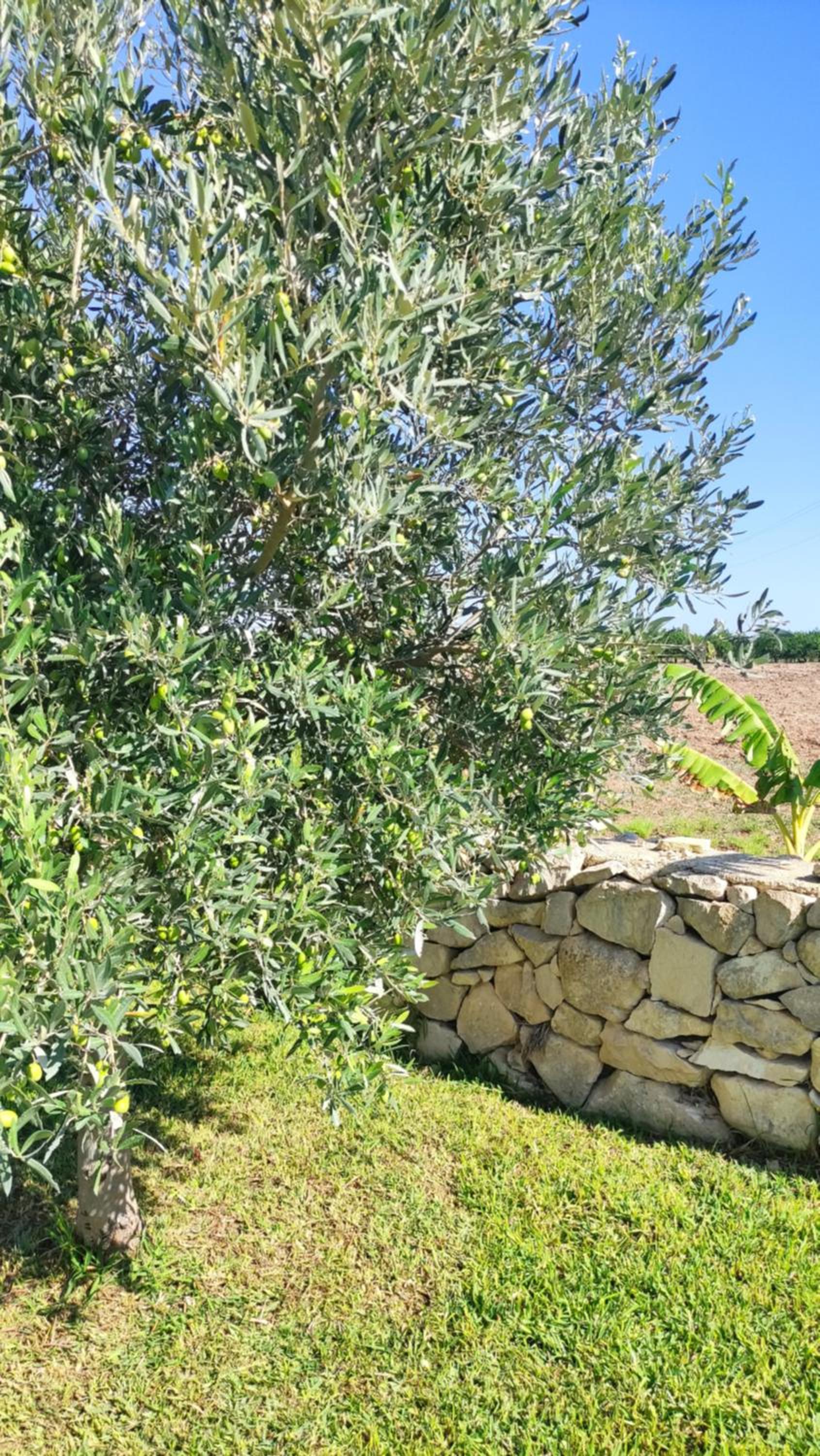 Le Zagare di Vendicari