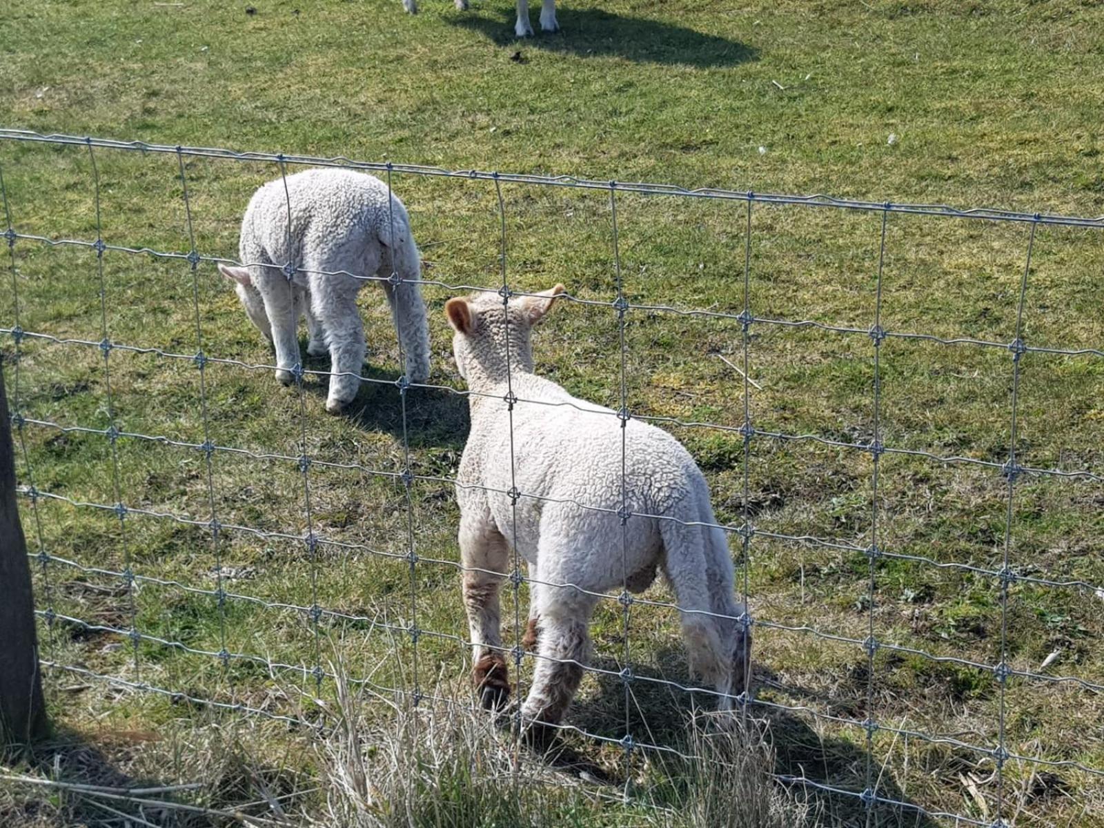 Kleine Hafenperle Büsum
