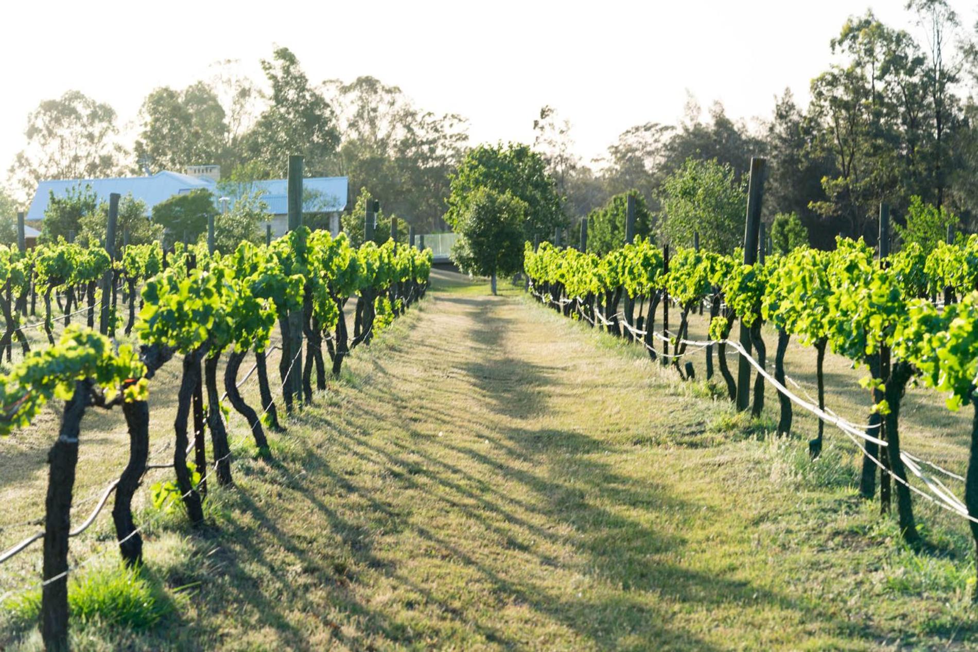 Thistle Hill Guesthouse - walk to many wineries and restaurants