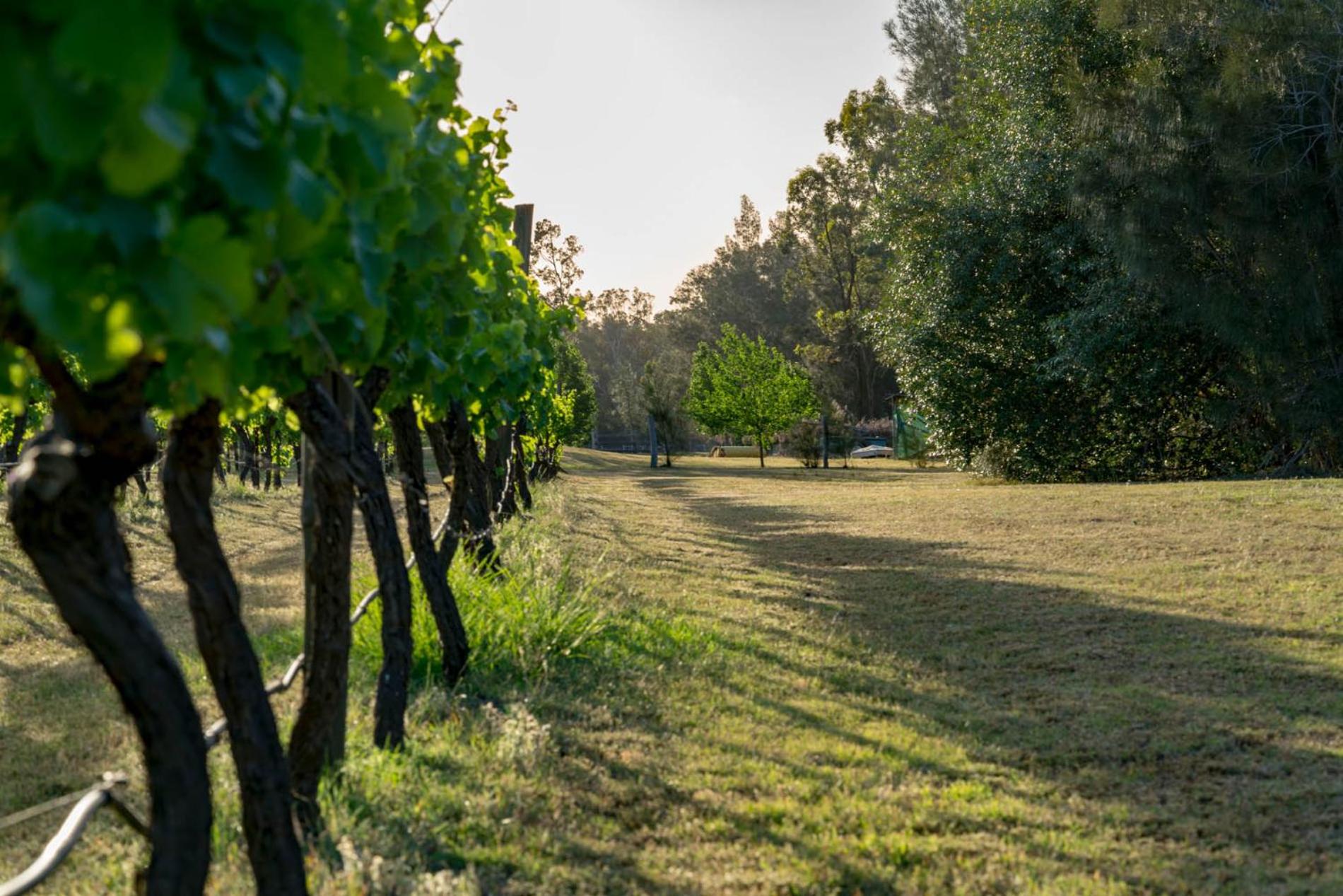 Thistle Hill Guesthouse - walk to many wineries and restaurants