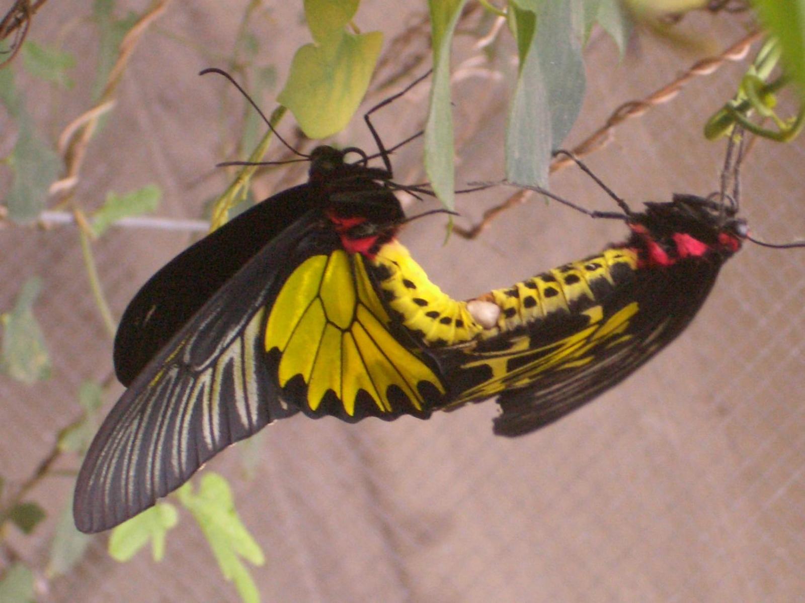 Butterfly B&B