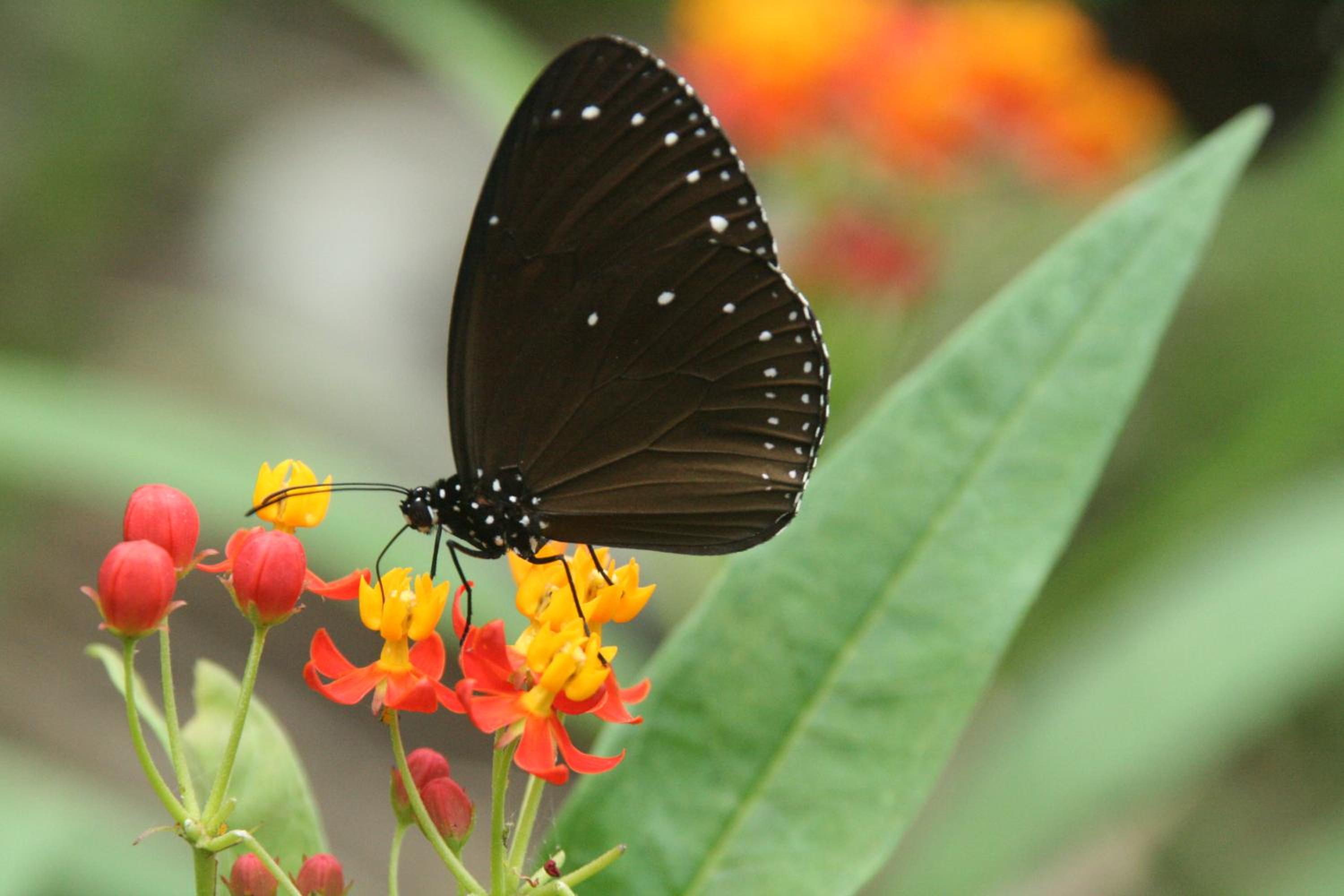 Butterfly B&B